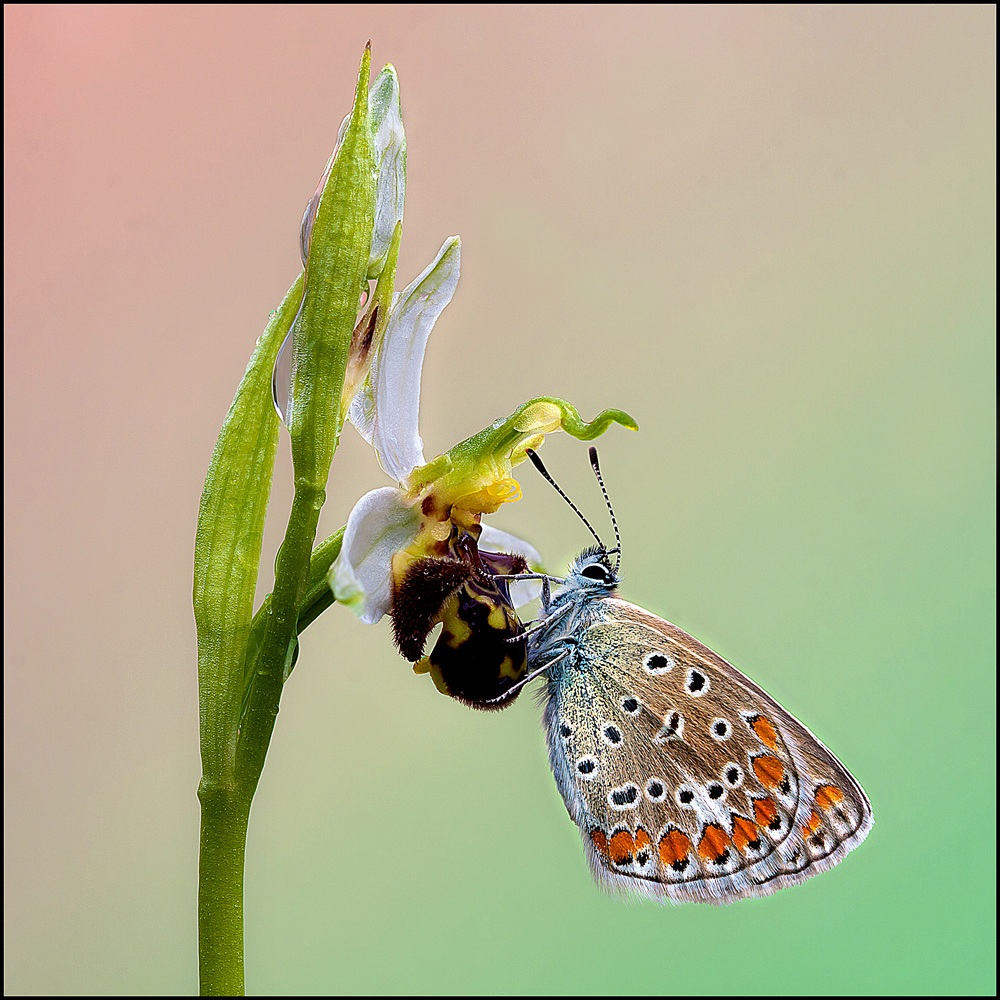 Licenide of the Bee Ophrys