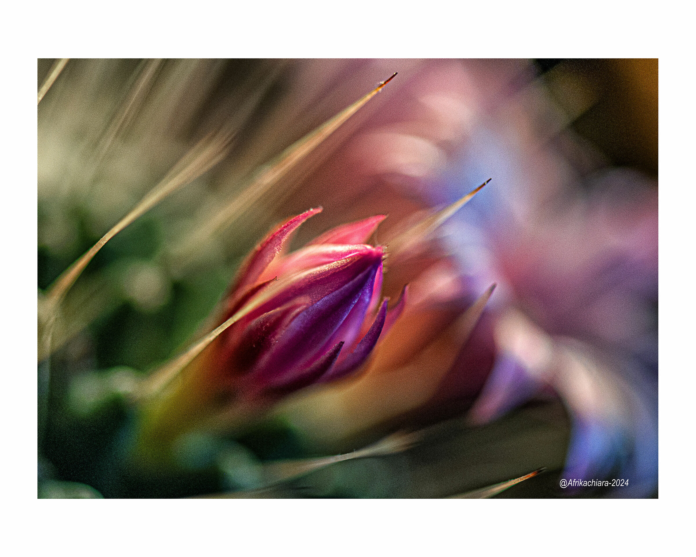 Un fiore tra le spine