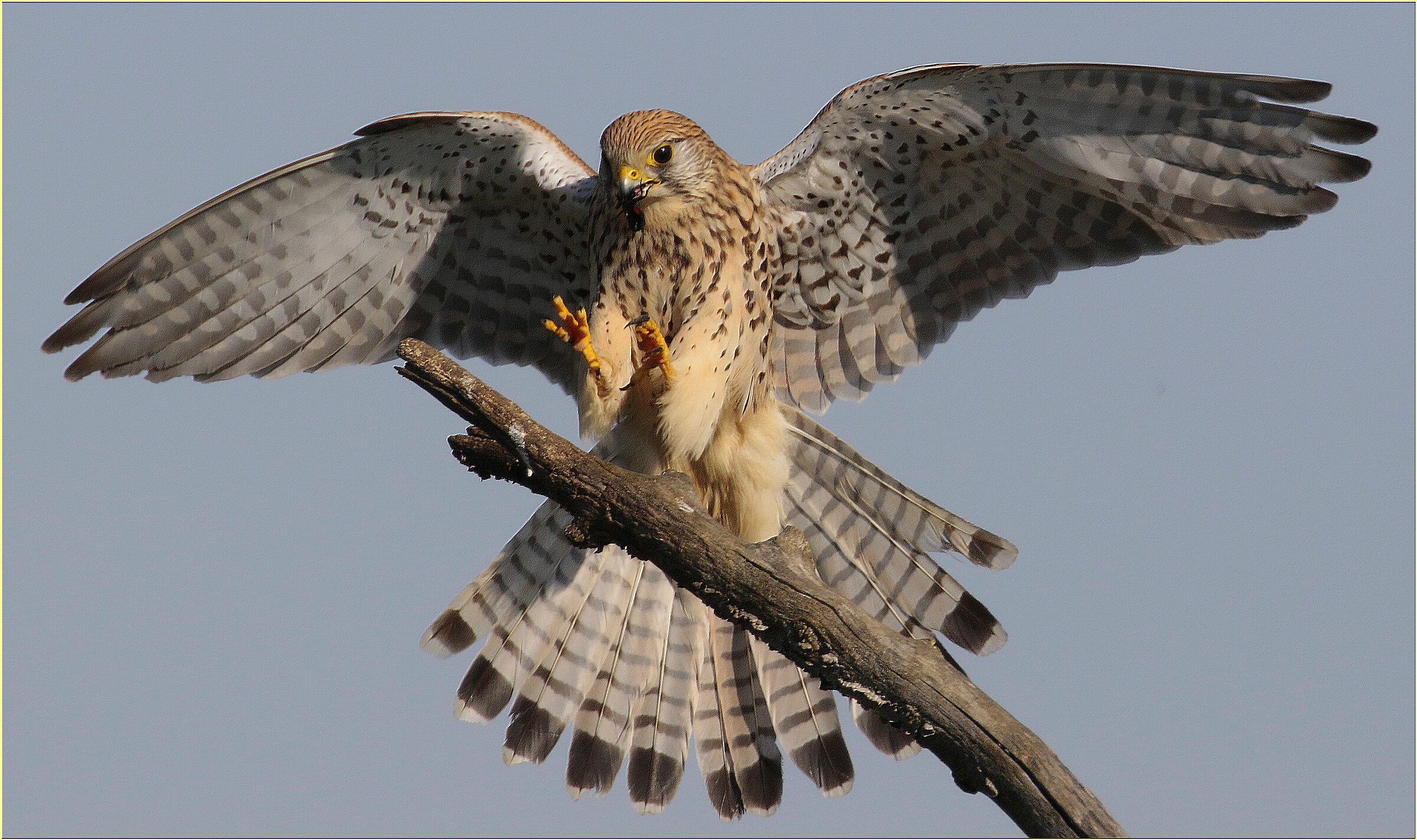 ''Kestrel Hunting Cockroaches''