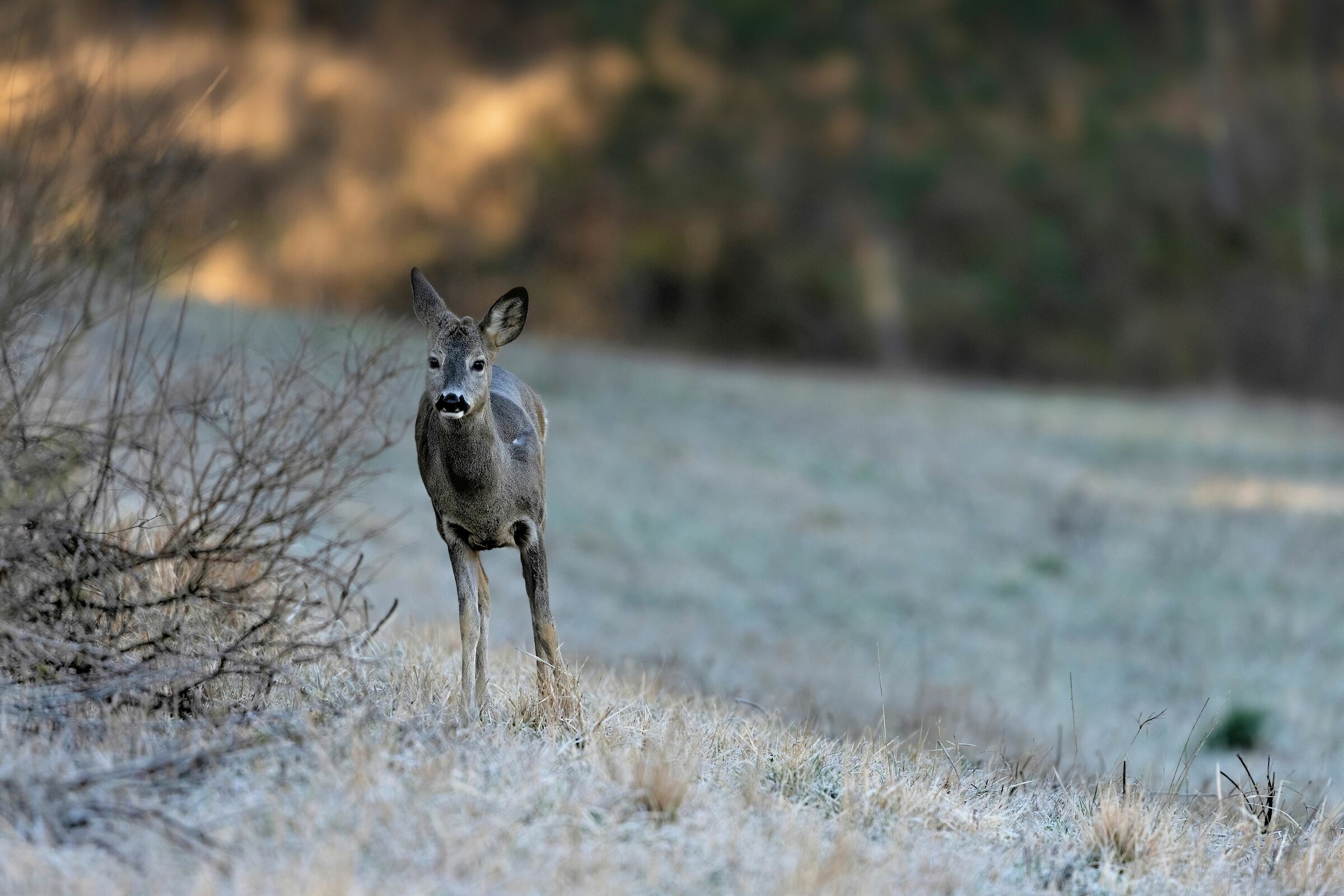 Roe deer (Capreolus capreolus)