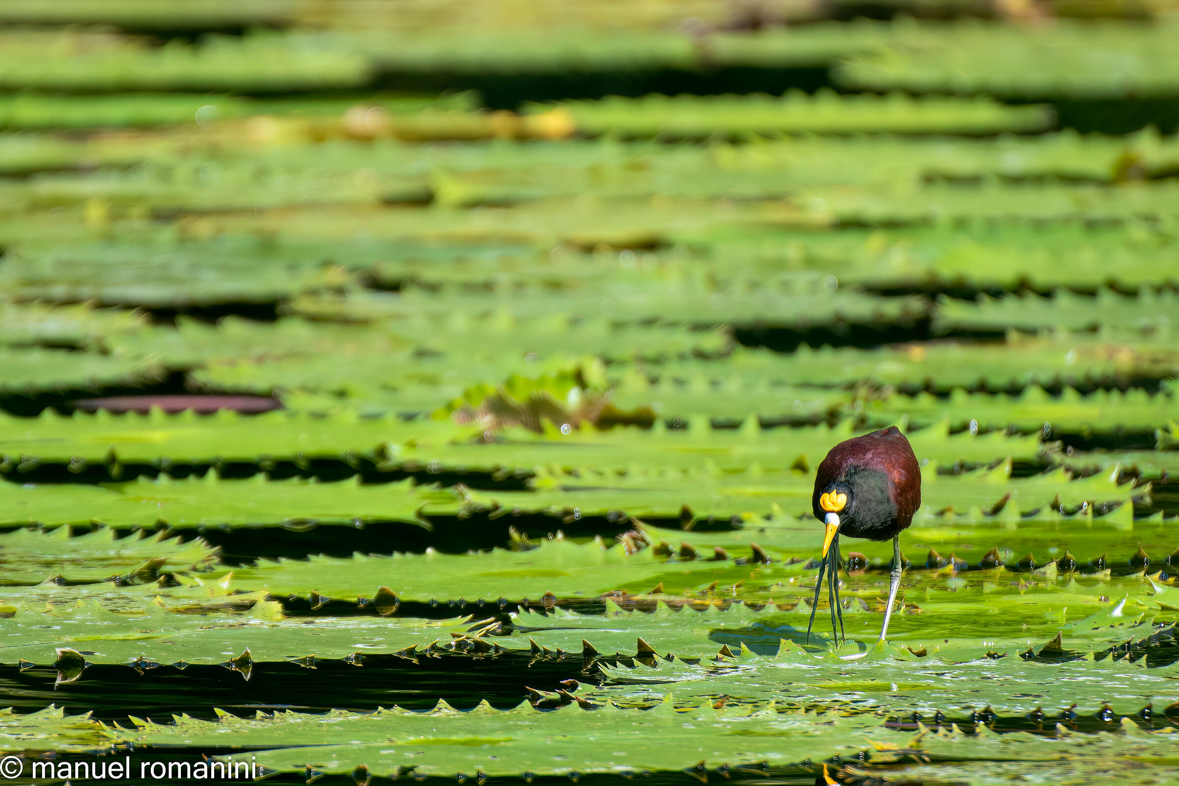 Jacana Spinosa