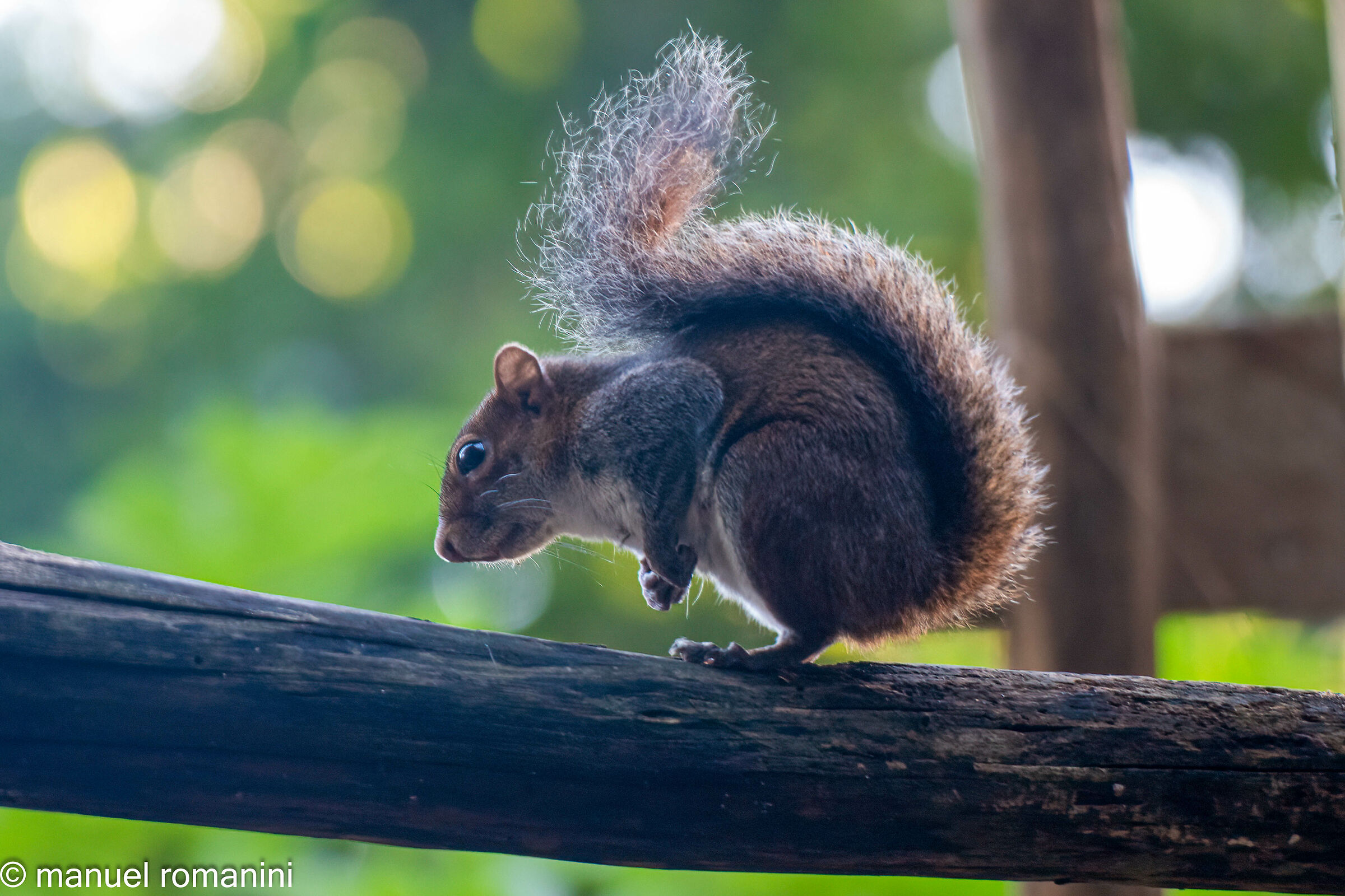 Scoiattolo - Guatemala