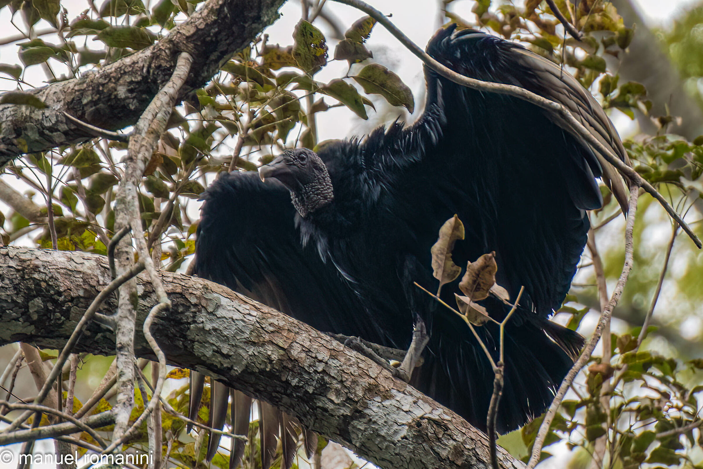 Avvoltoio testa nera