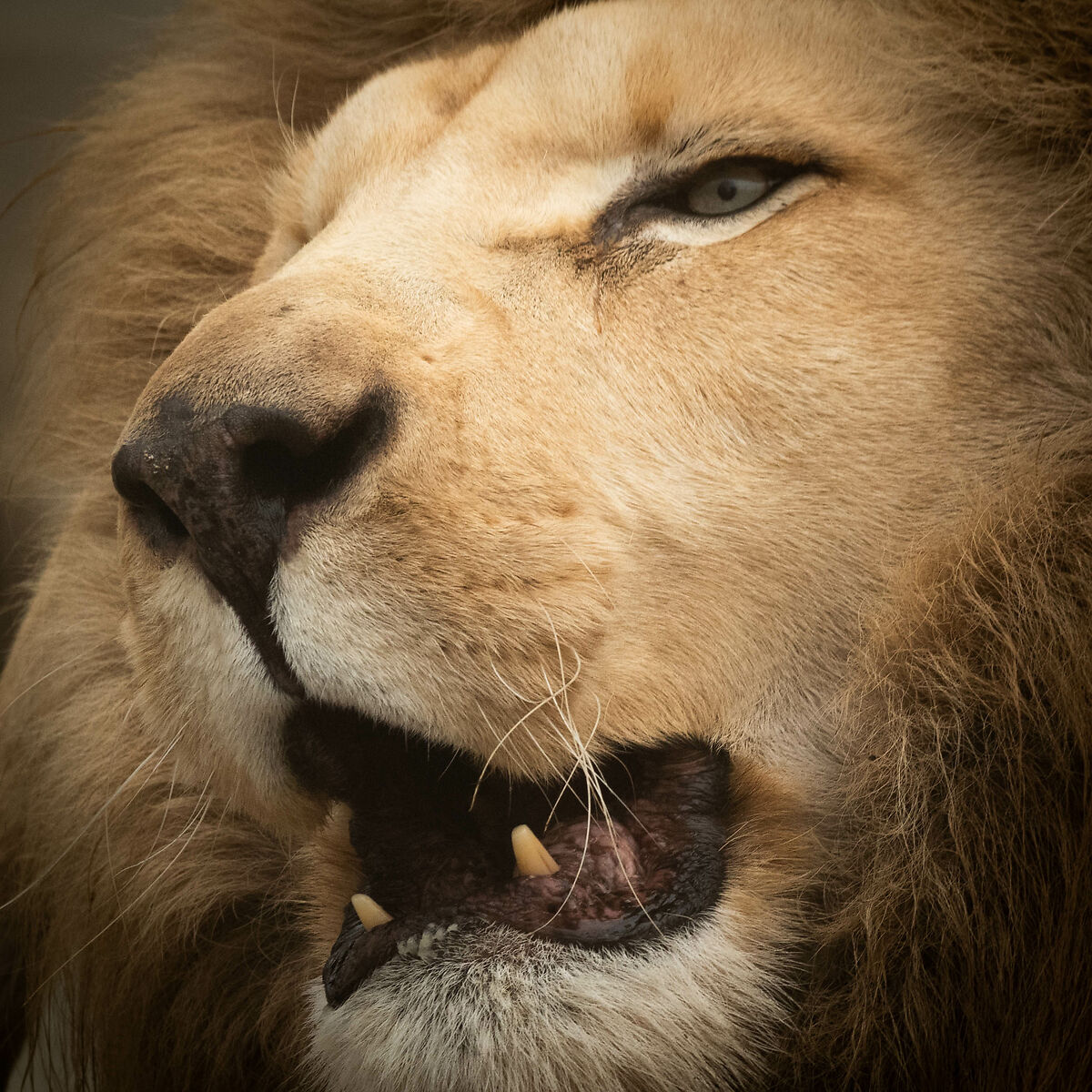 Controlled enviroments - Panthera Leo portrait "Abu"