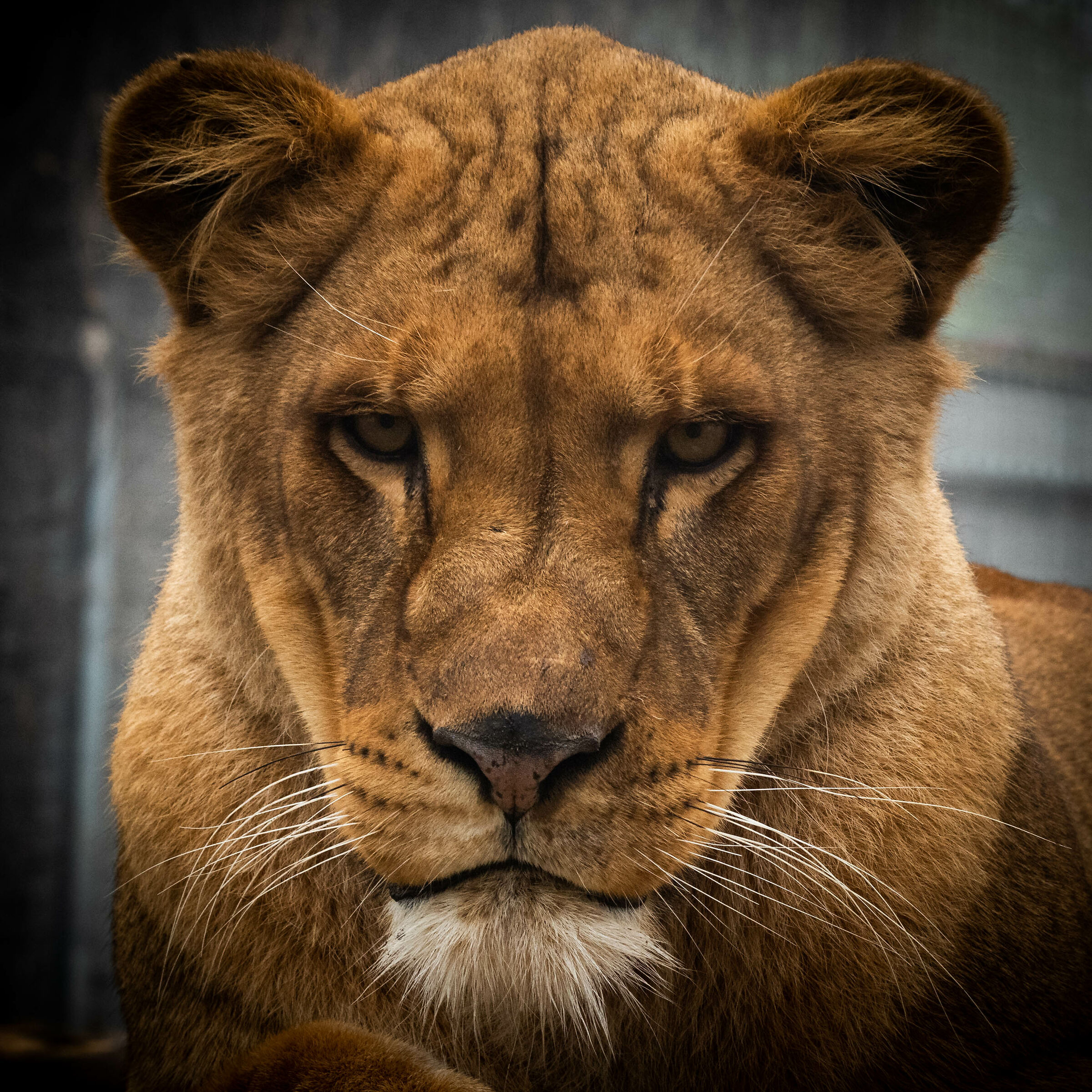 Panthera Leo ritratto