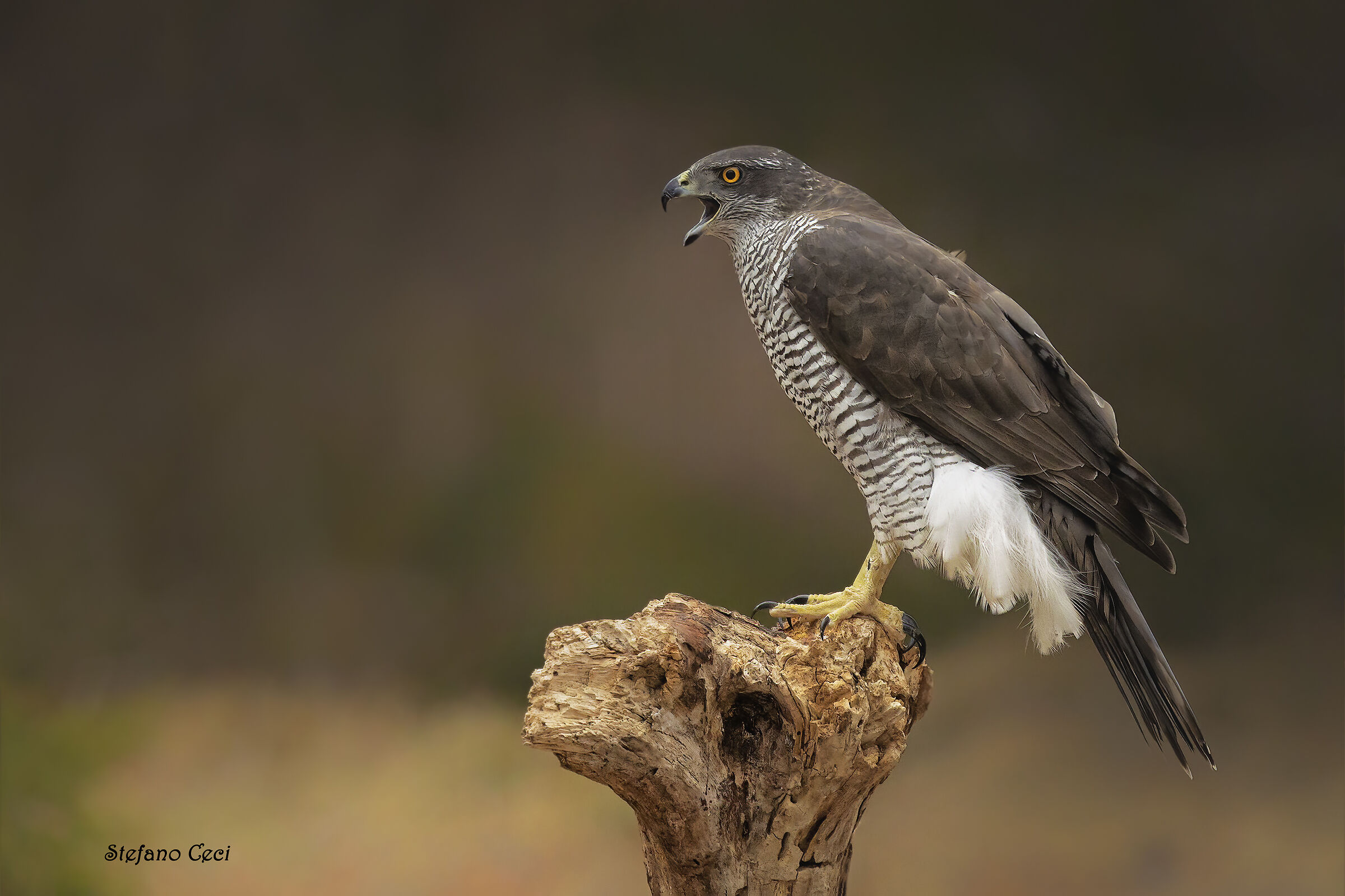 Goshawk