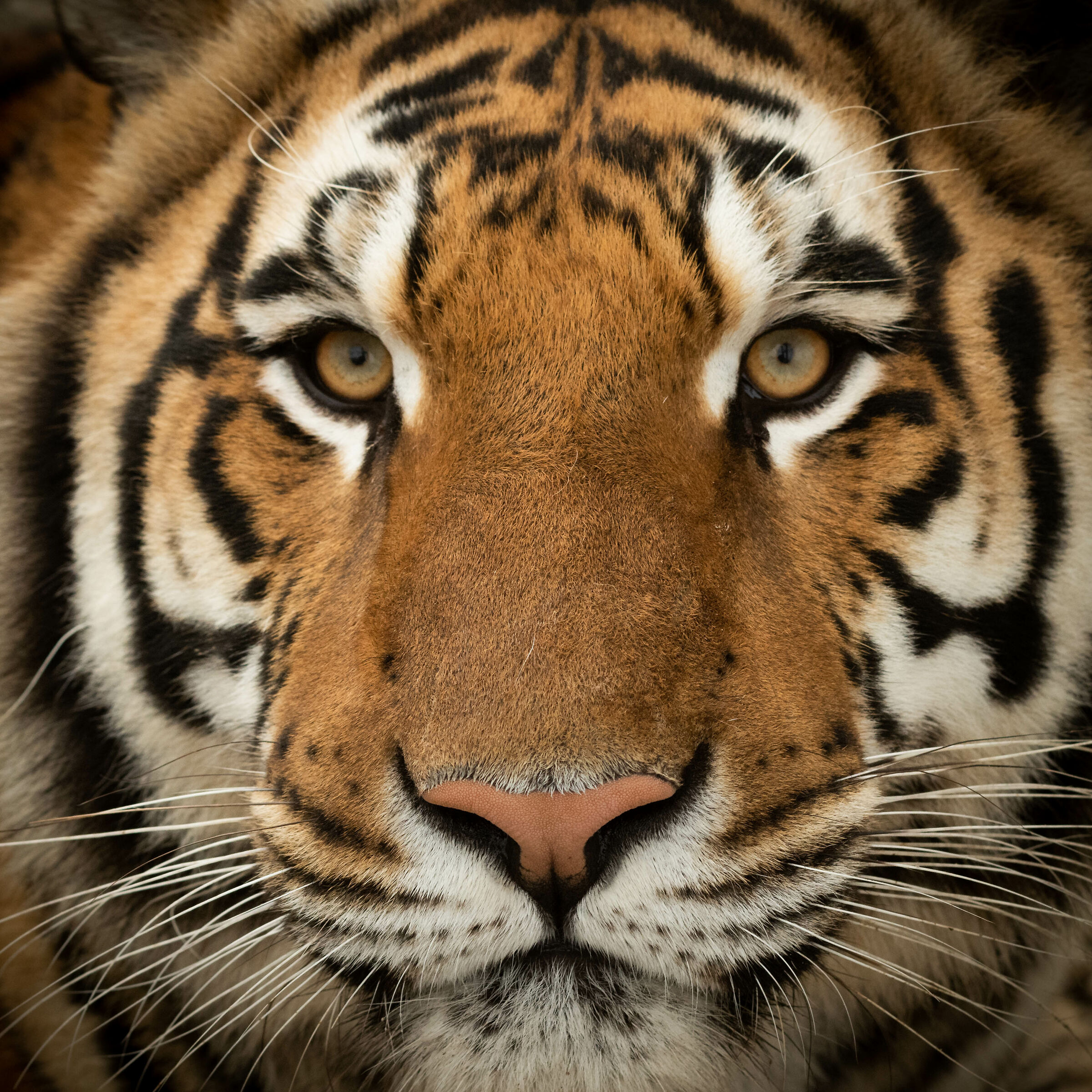 Controlled enviroments - Panthera Tigris portrait