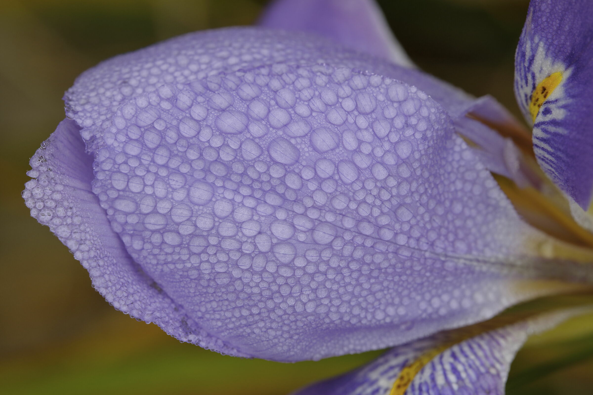 La delicata bellezza della rugiada sui fiori