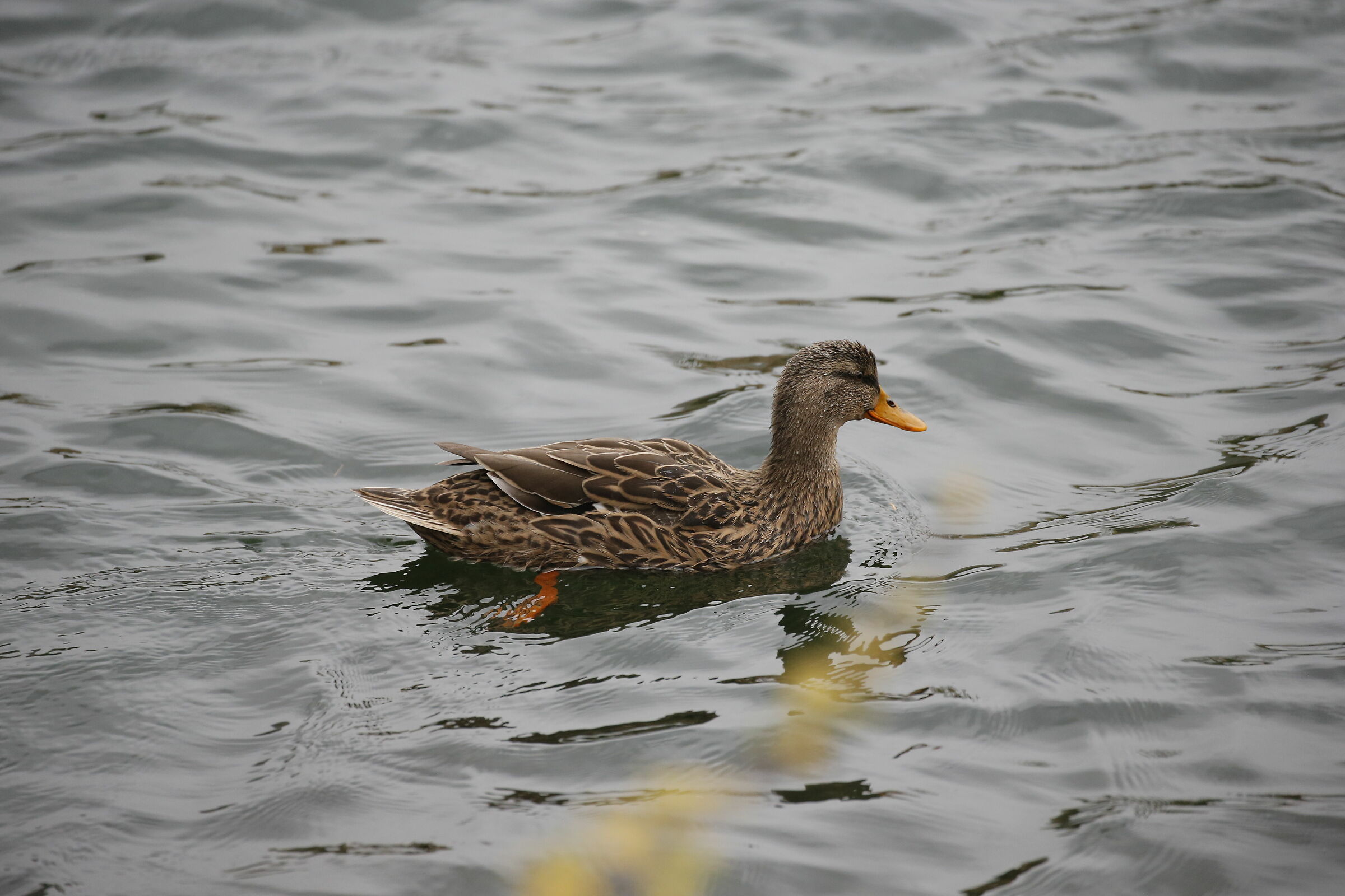 Germano reale Femmina