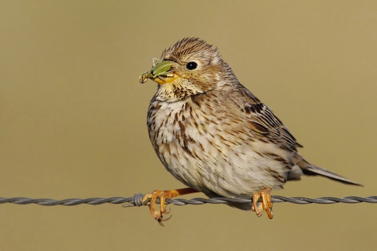 Corn Bunting.