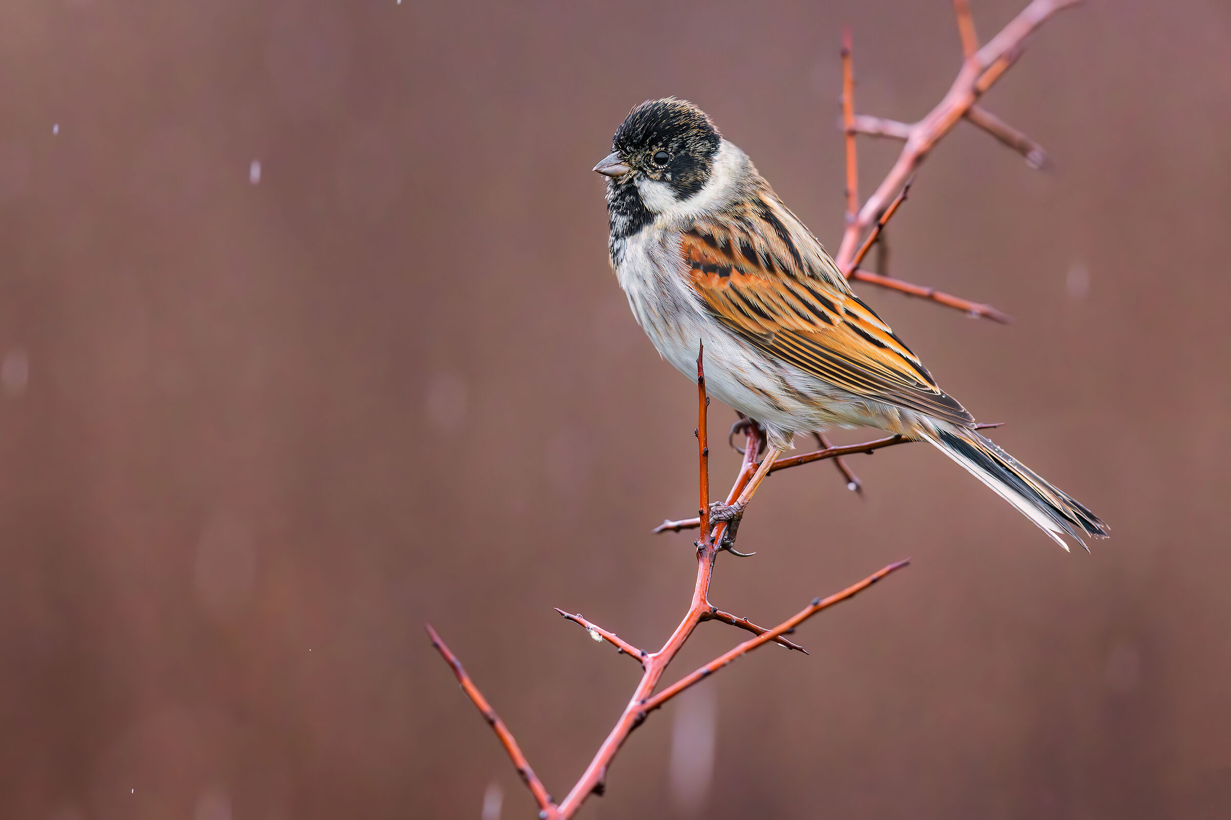 Migliarino di Palude sotto la pioggia 16000 iso