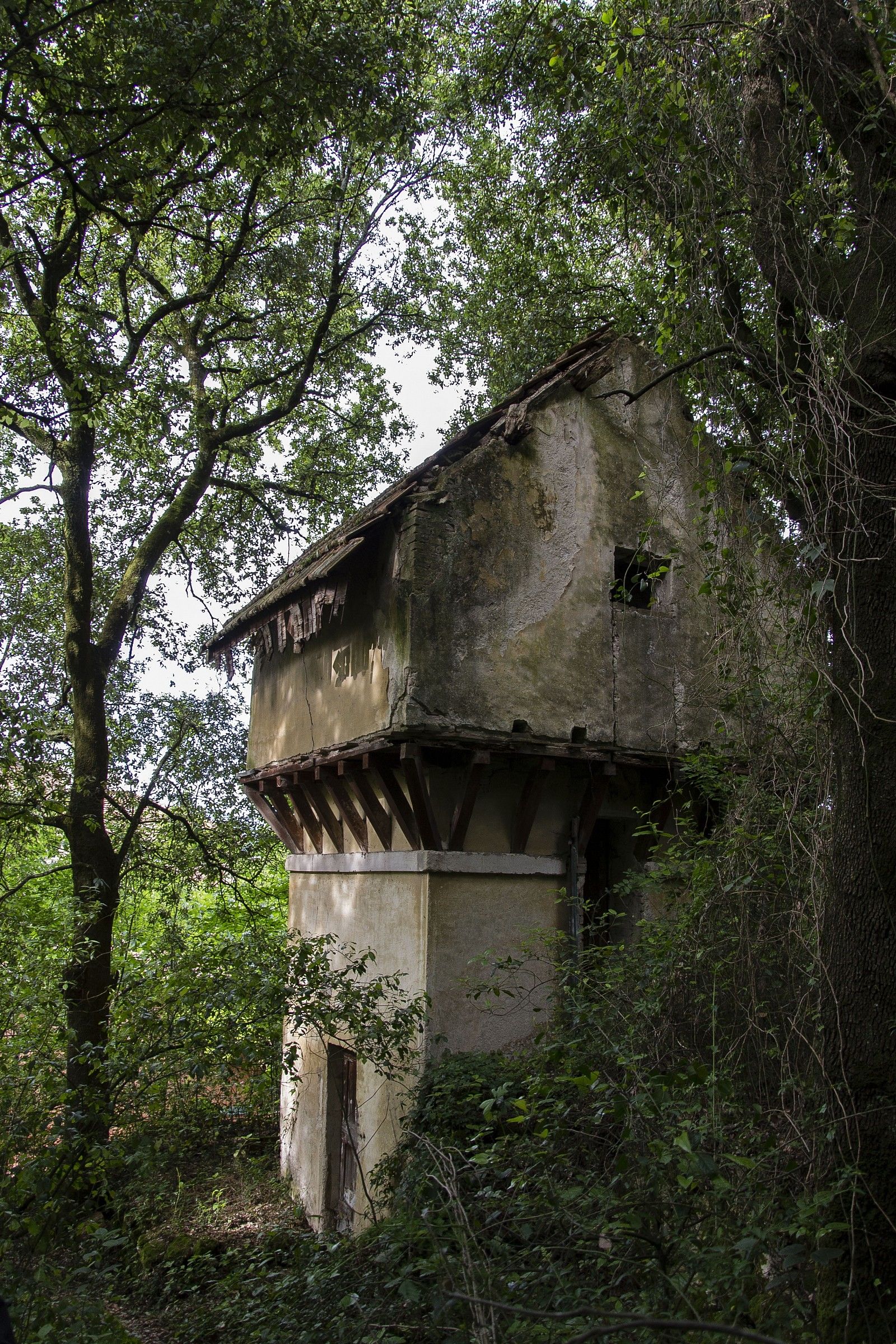 Immersed in the green