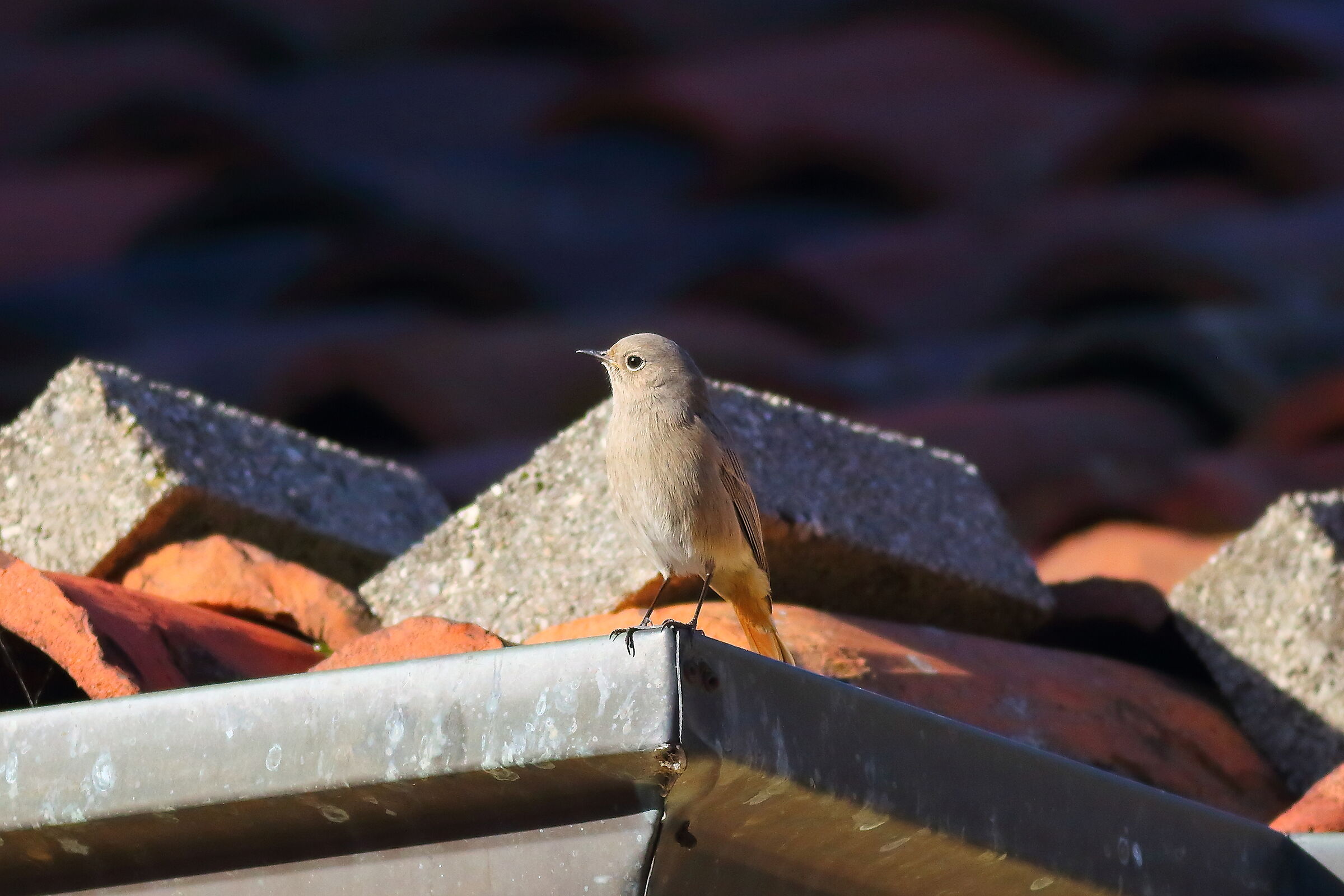 Redstart F 18-12-2023