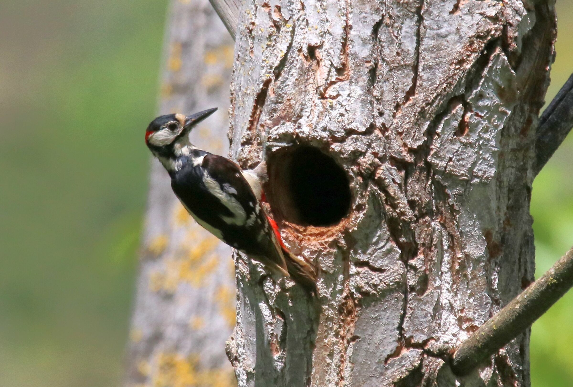 Picchio Rosso Maggiore