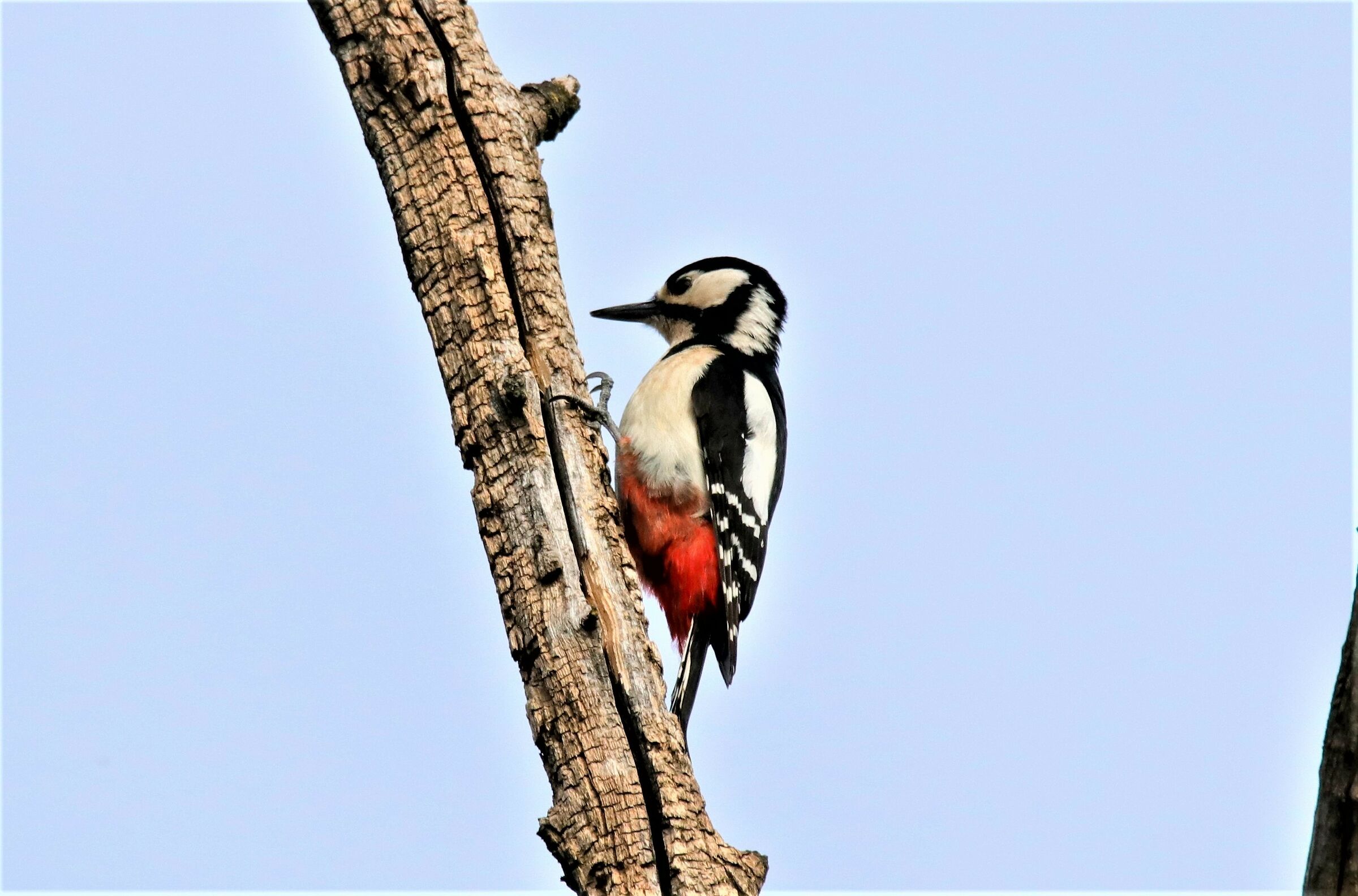 Picchio Rosso Maggiore