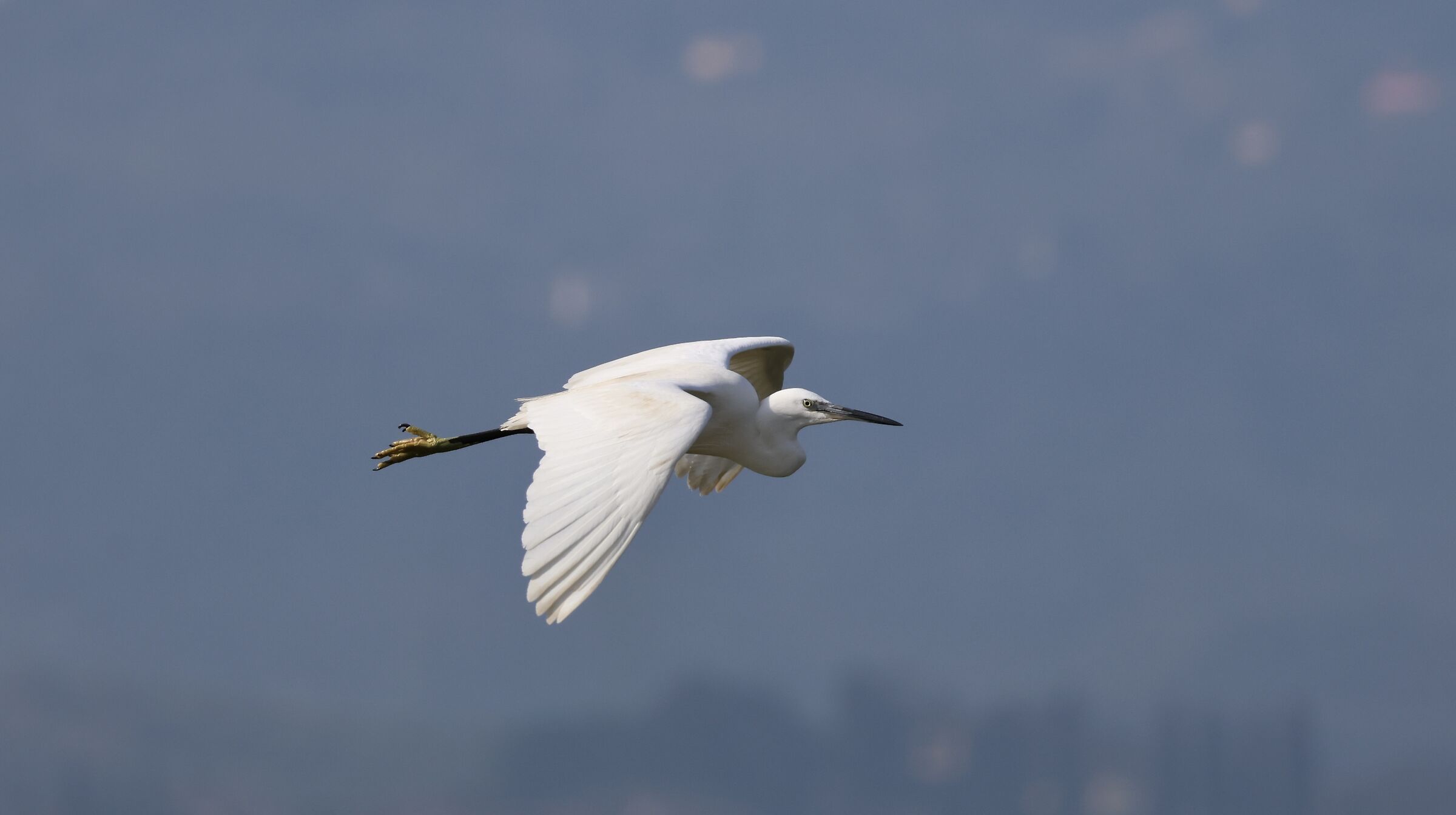 Egret