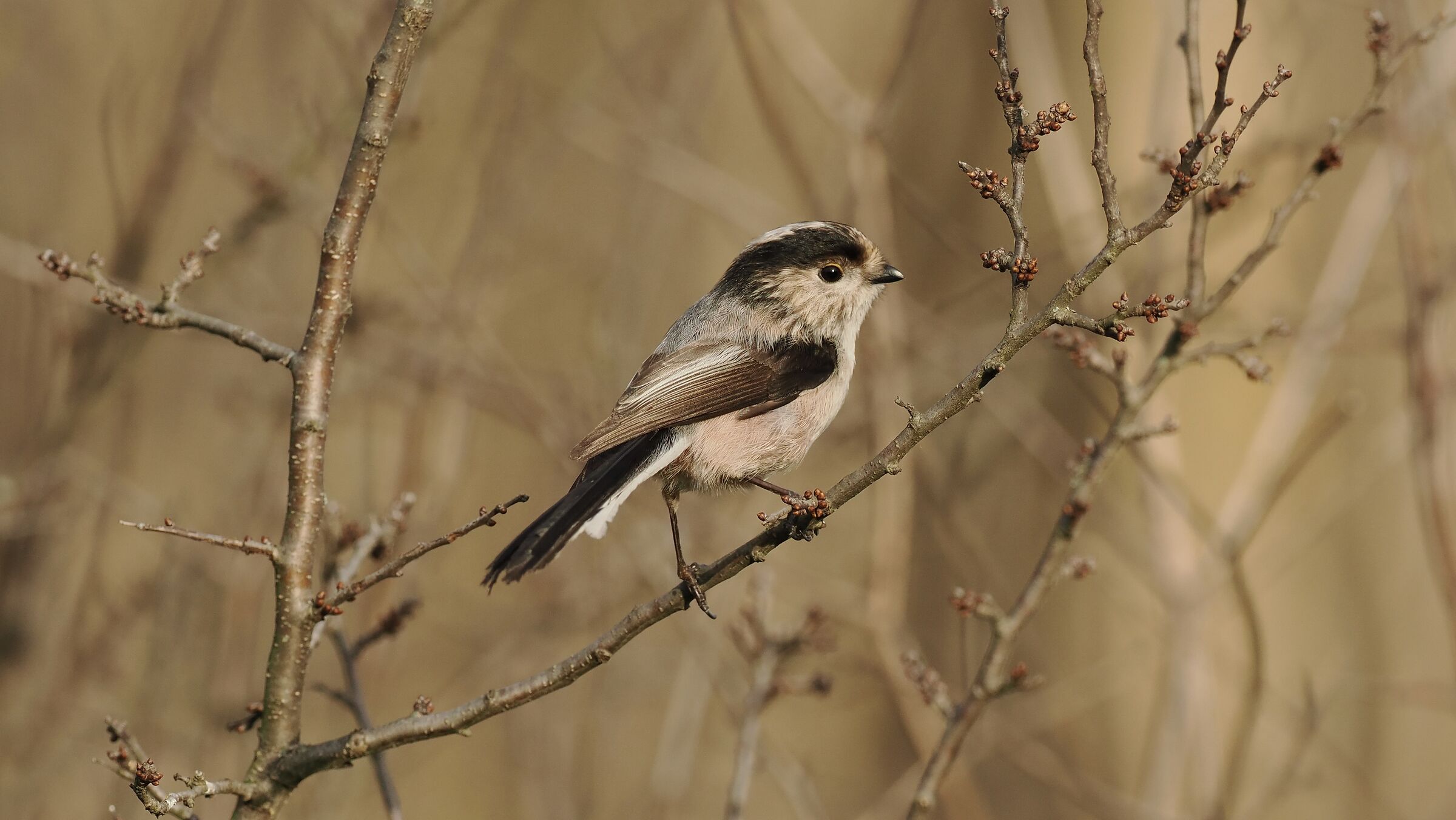 Long-tailed
