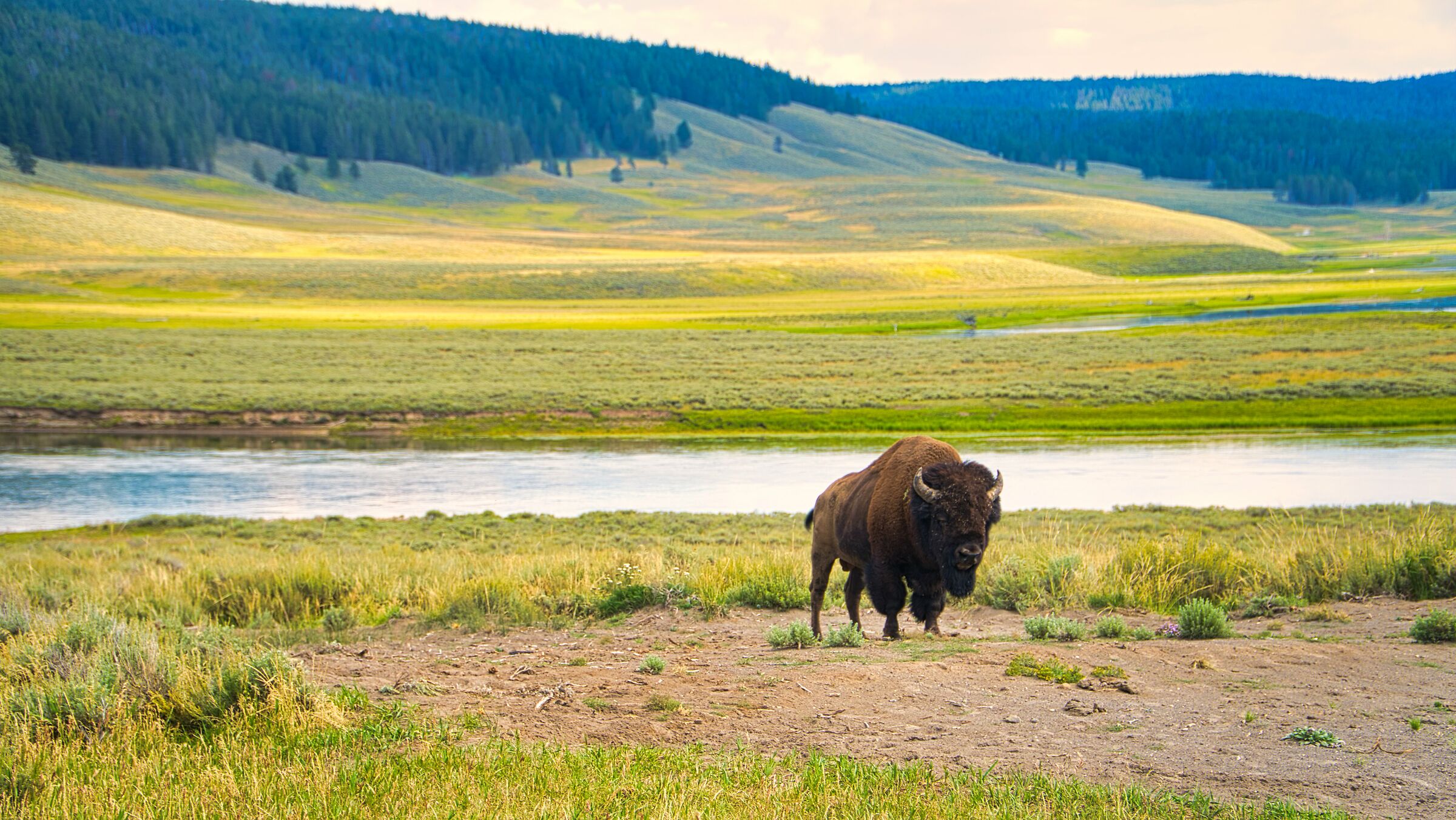Bison a Yellowstone
