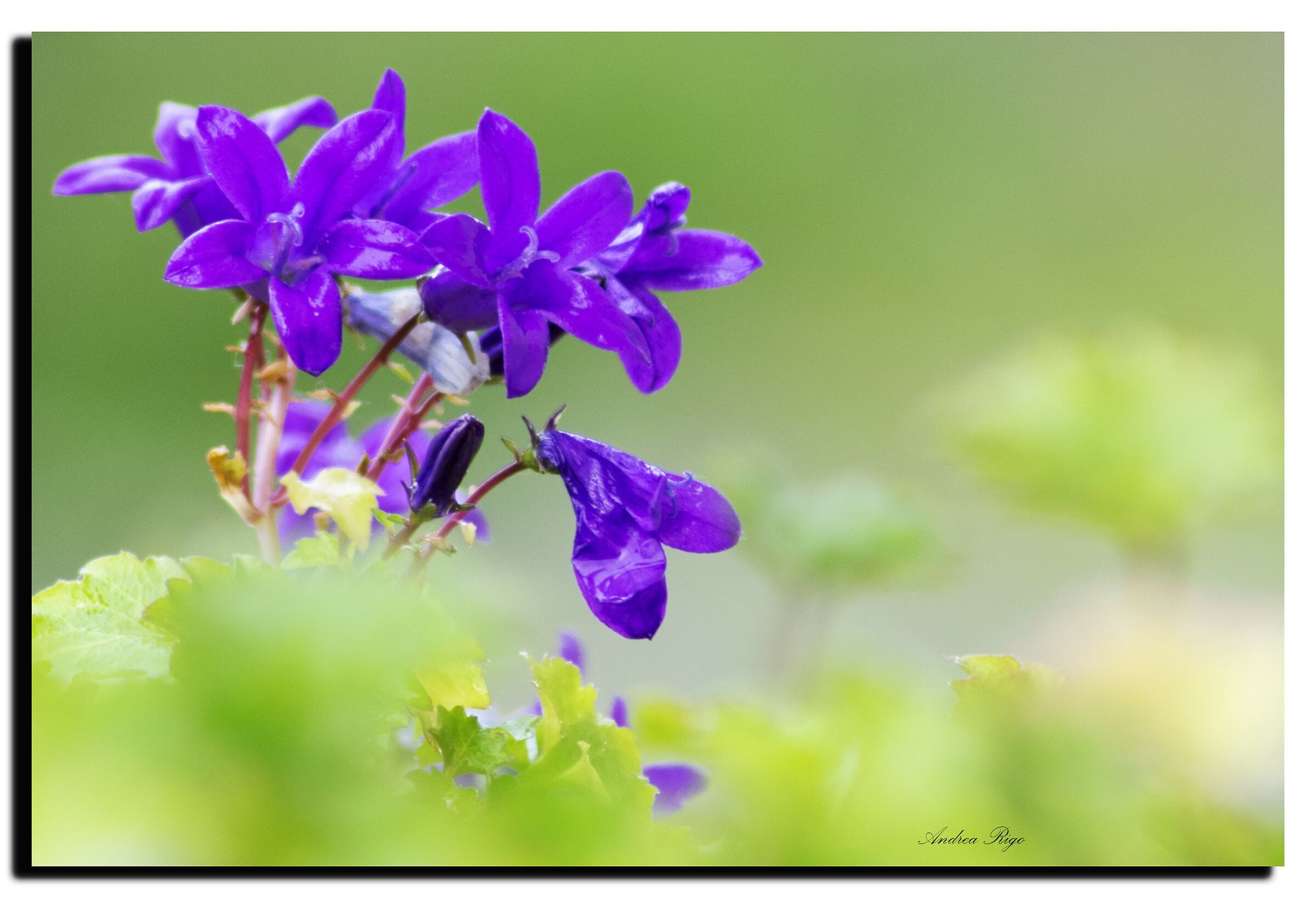 Nel giardino di casa