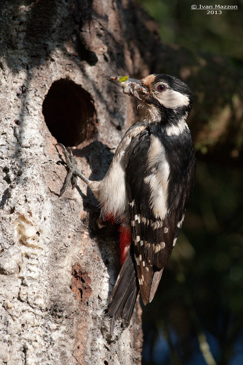 Mom woodpecker with dinner