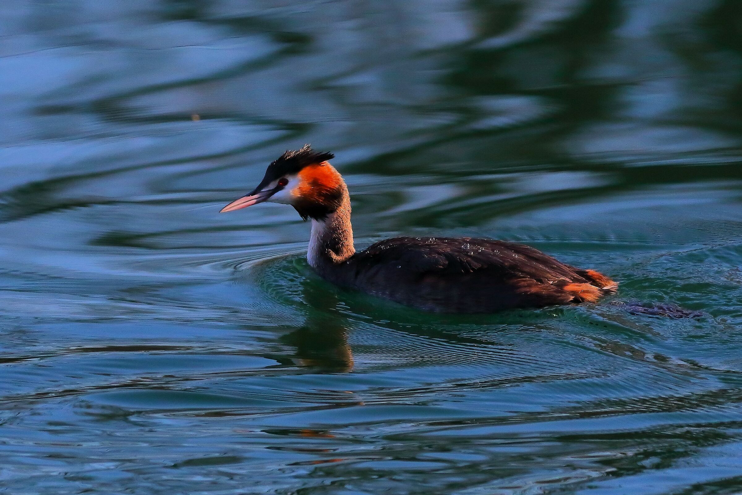Grebe 19-12-2023