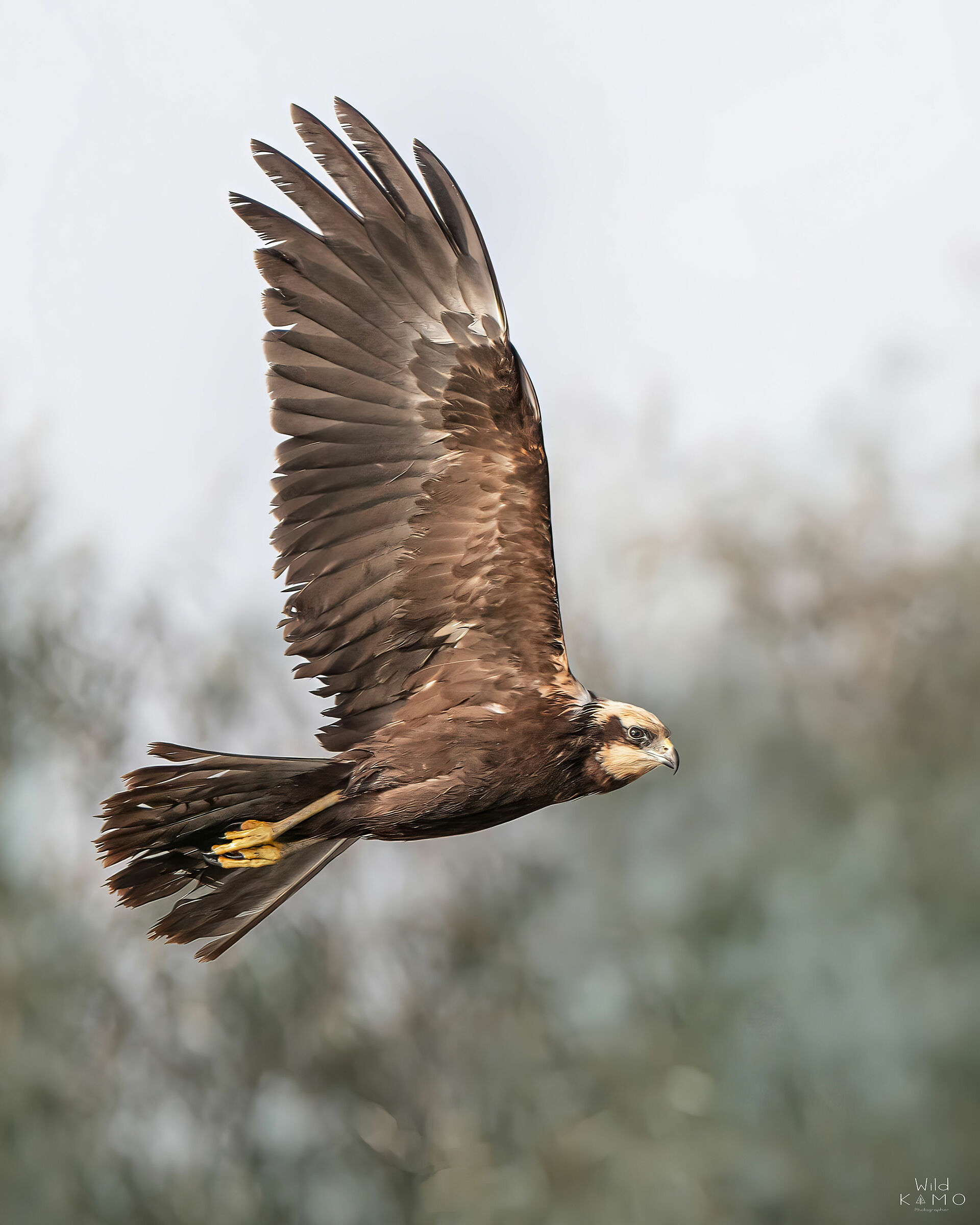 Falco Di Palude Femmina