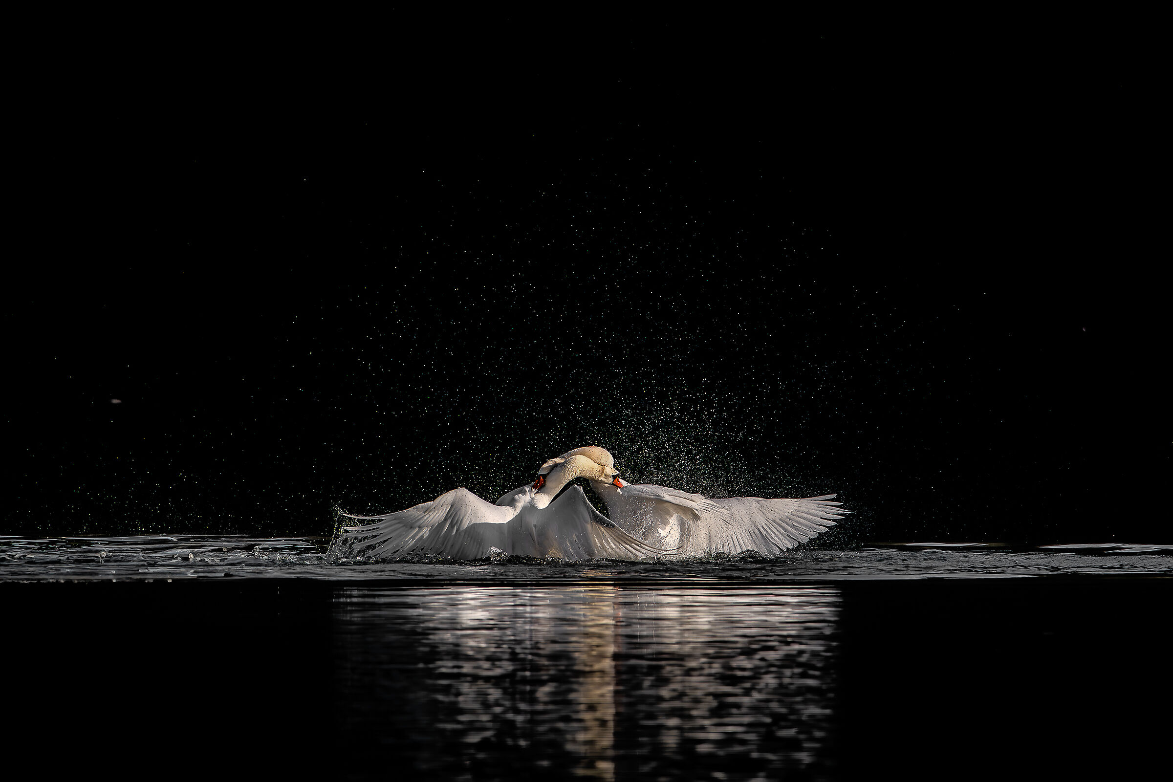 2 swans that sidavao botte da orbi