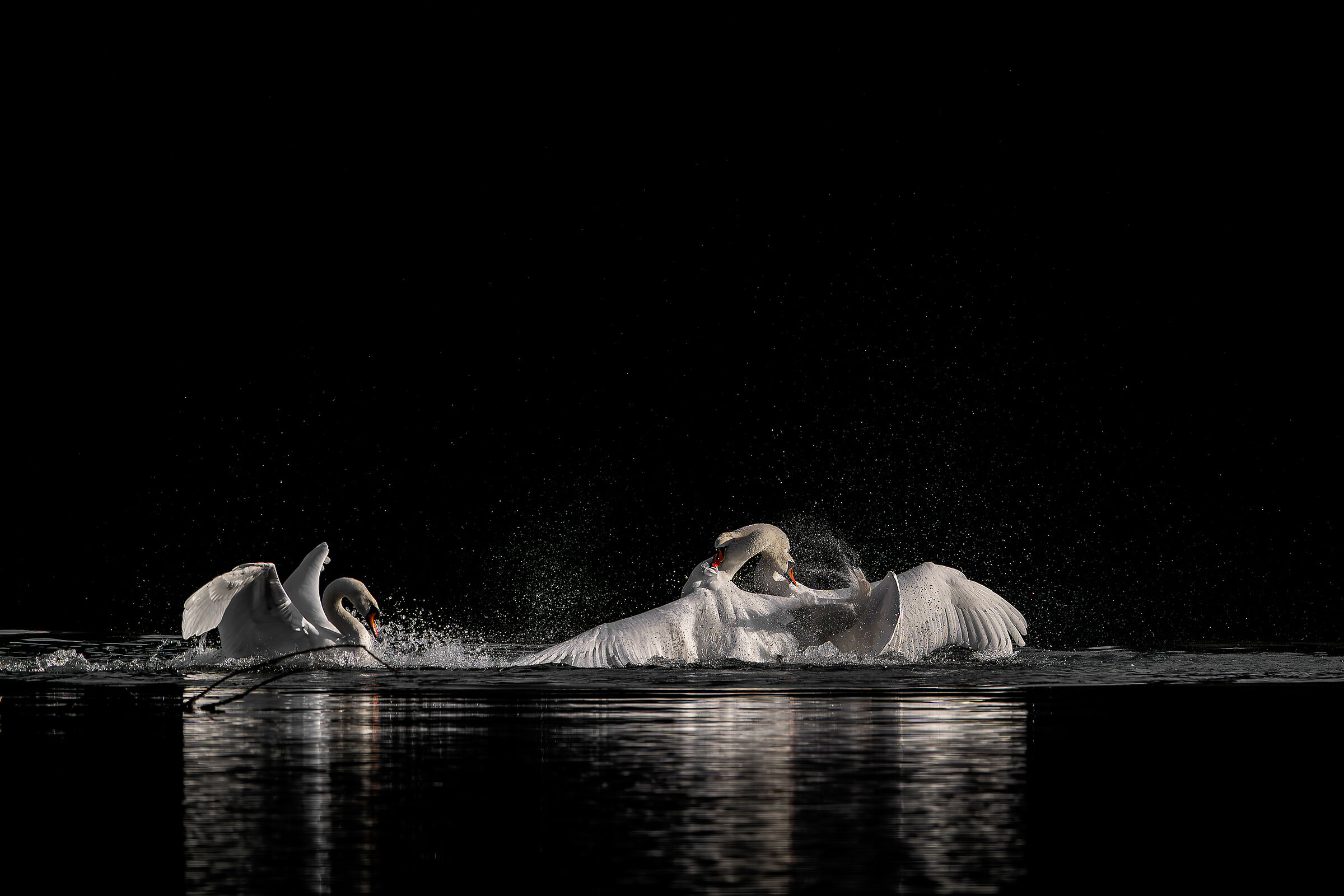 The third has come to dvidere them