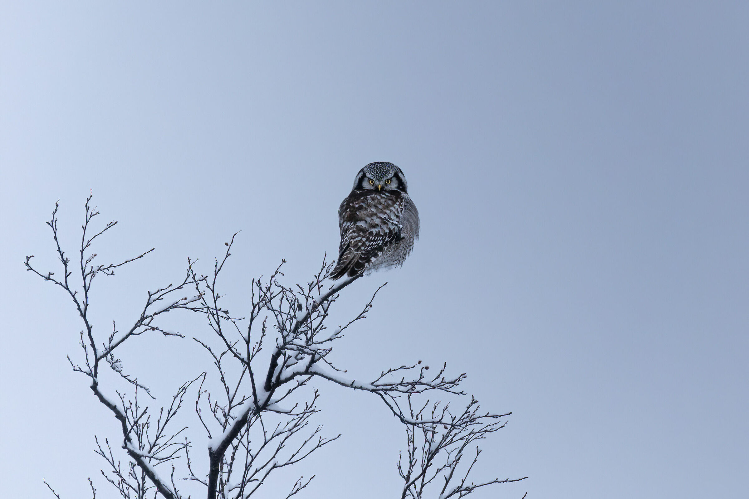 Lappish howl
