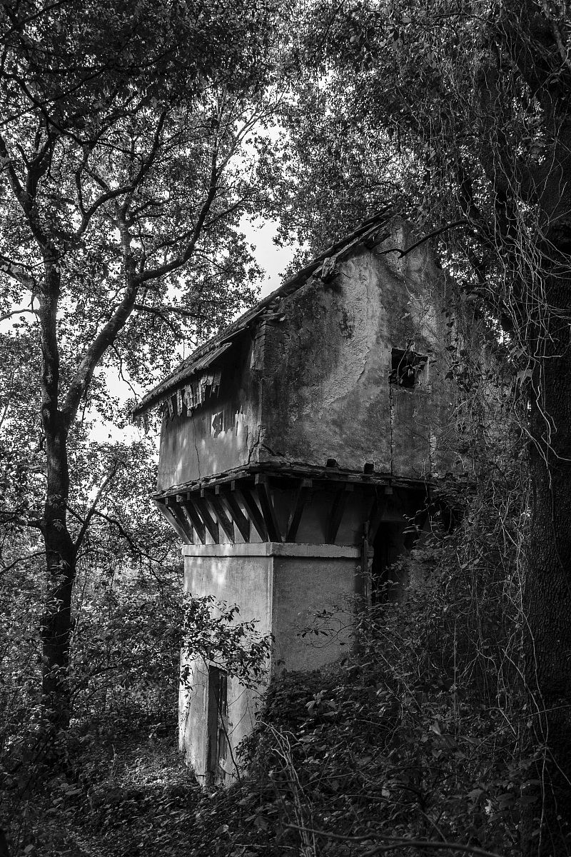 Immersa nel verde b/n