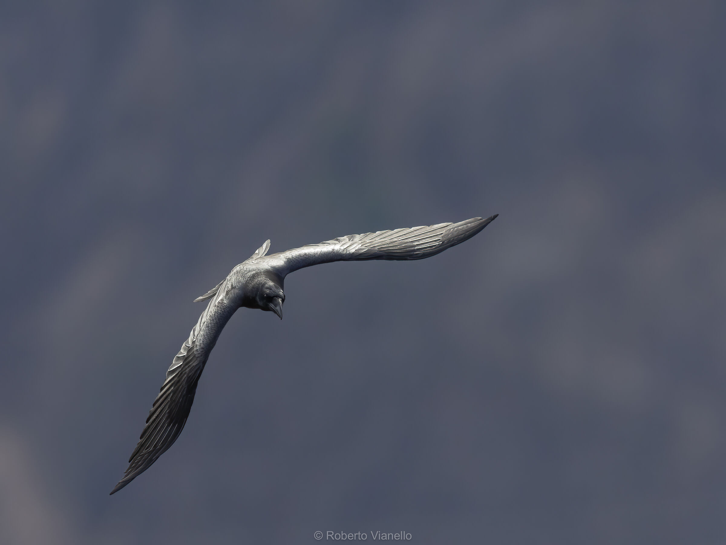 Corvo imperiale (Corvus corax)