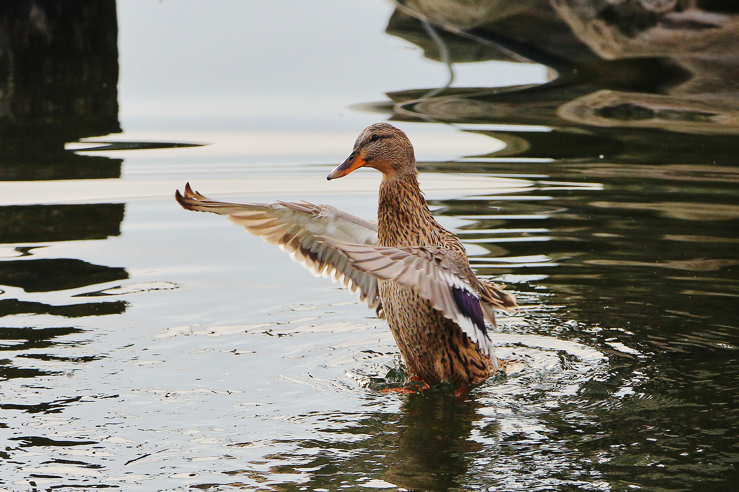 hei.. ! guardatemi.. !! sono qui.. !!! sono quiii..!!!!