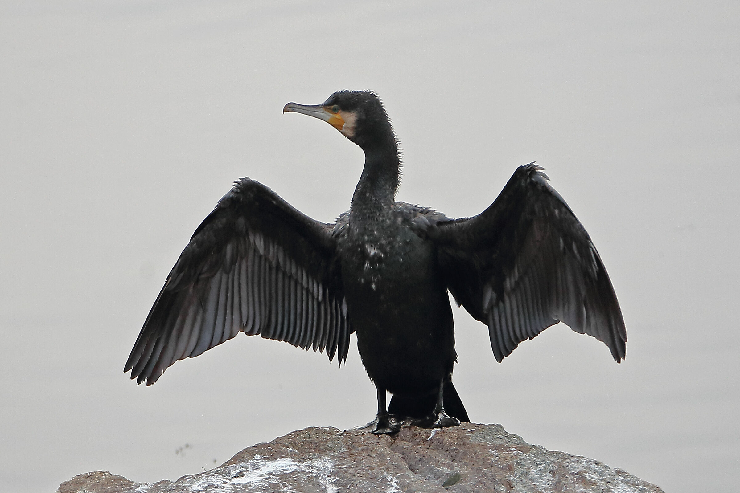 il direttore d'orchestra... un dué tre..!