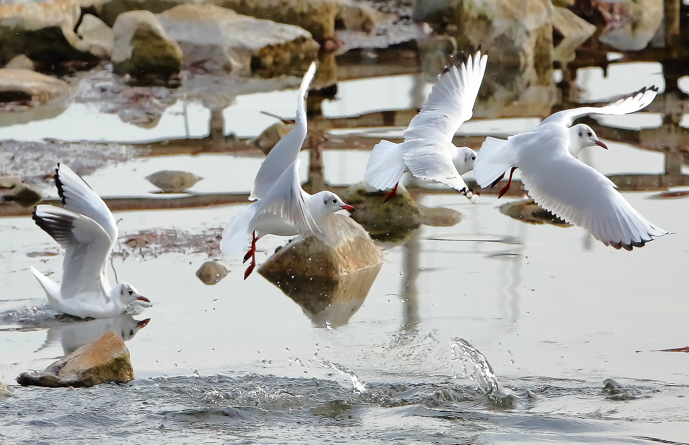 Foto in sequenza... ?!