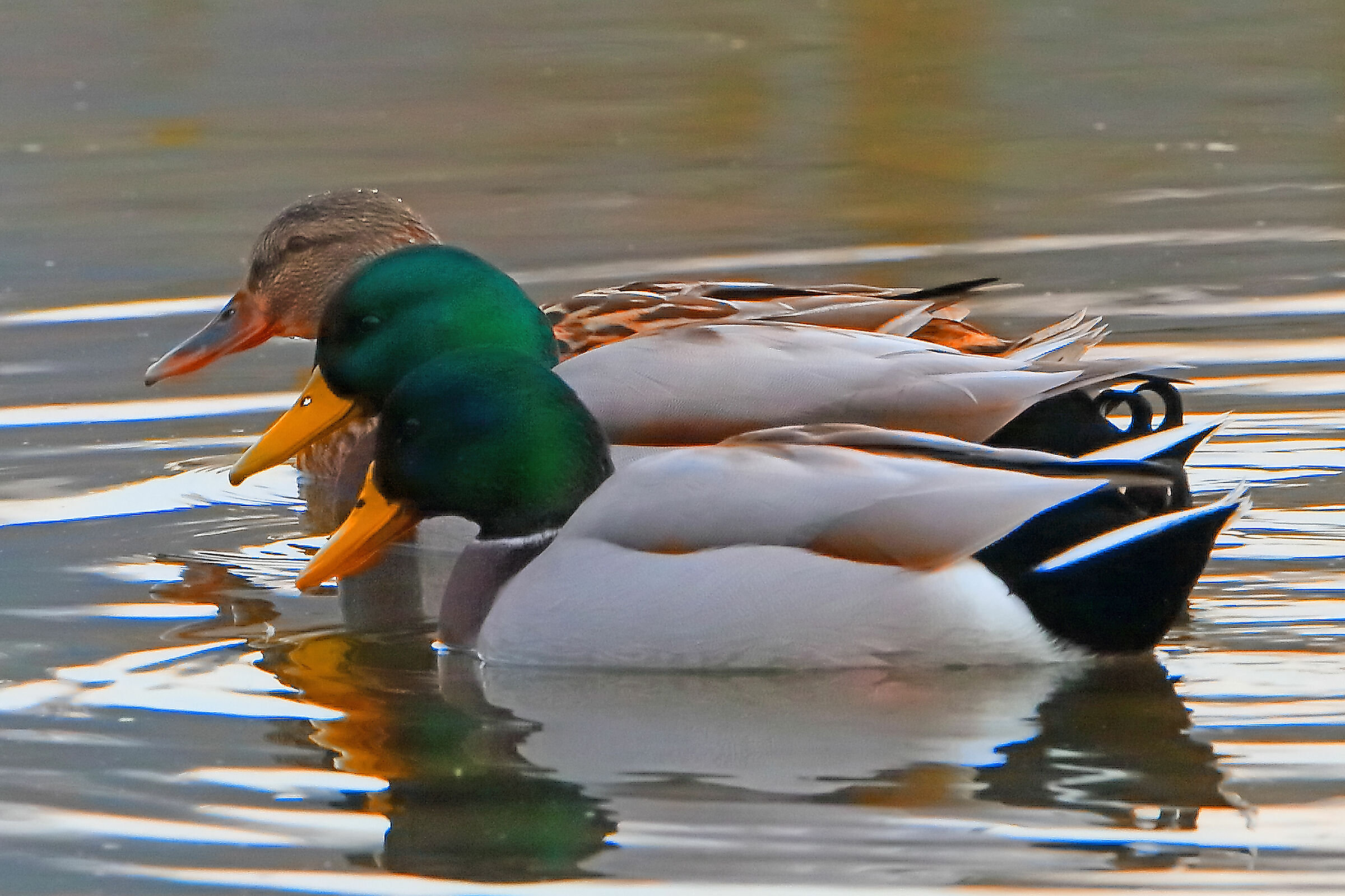 Siamo in tre , tre briganti, tre somari, solo treee..