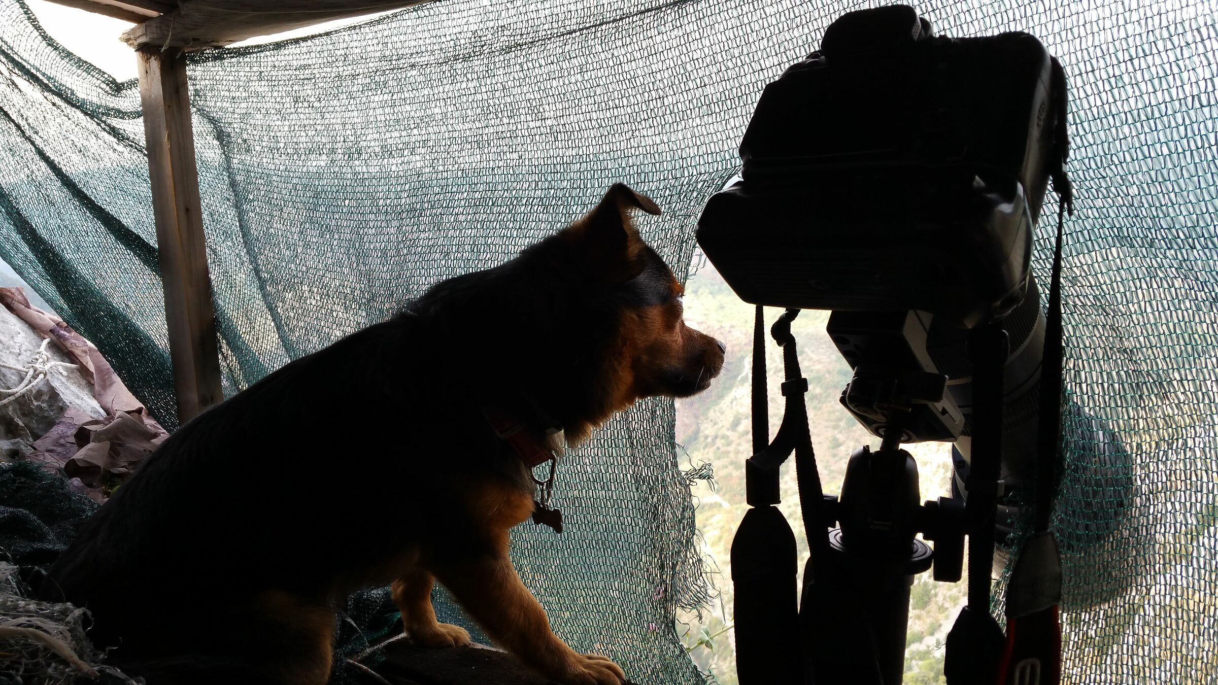 Celestino in appostamento