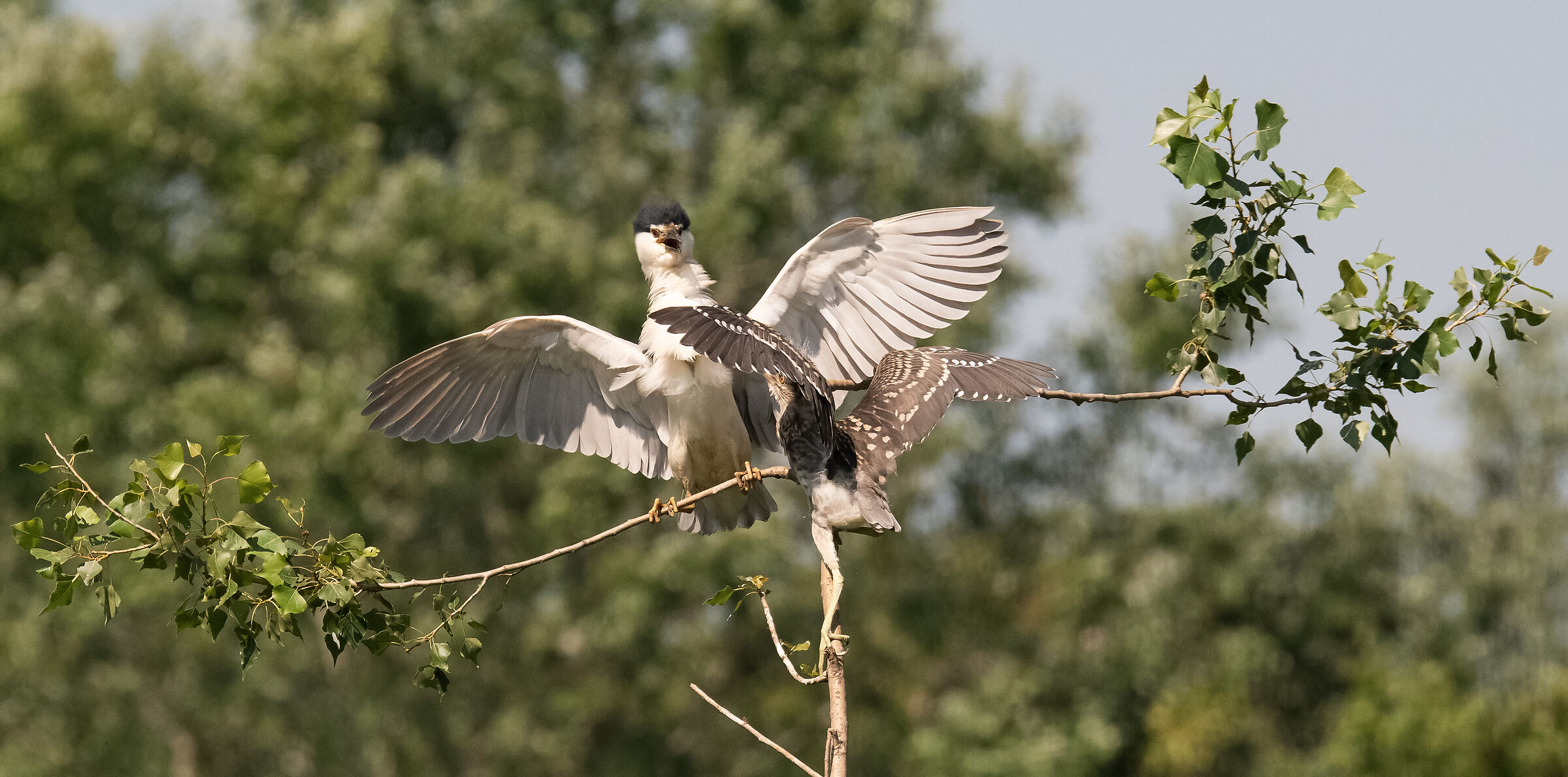 nitticora con giovane