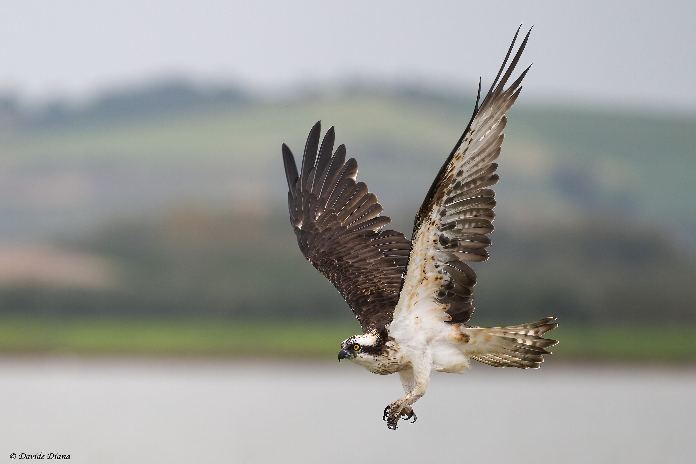 Osprey - Pandion haliaetus - Cabras - Sardinia