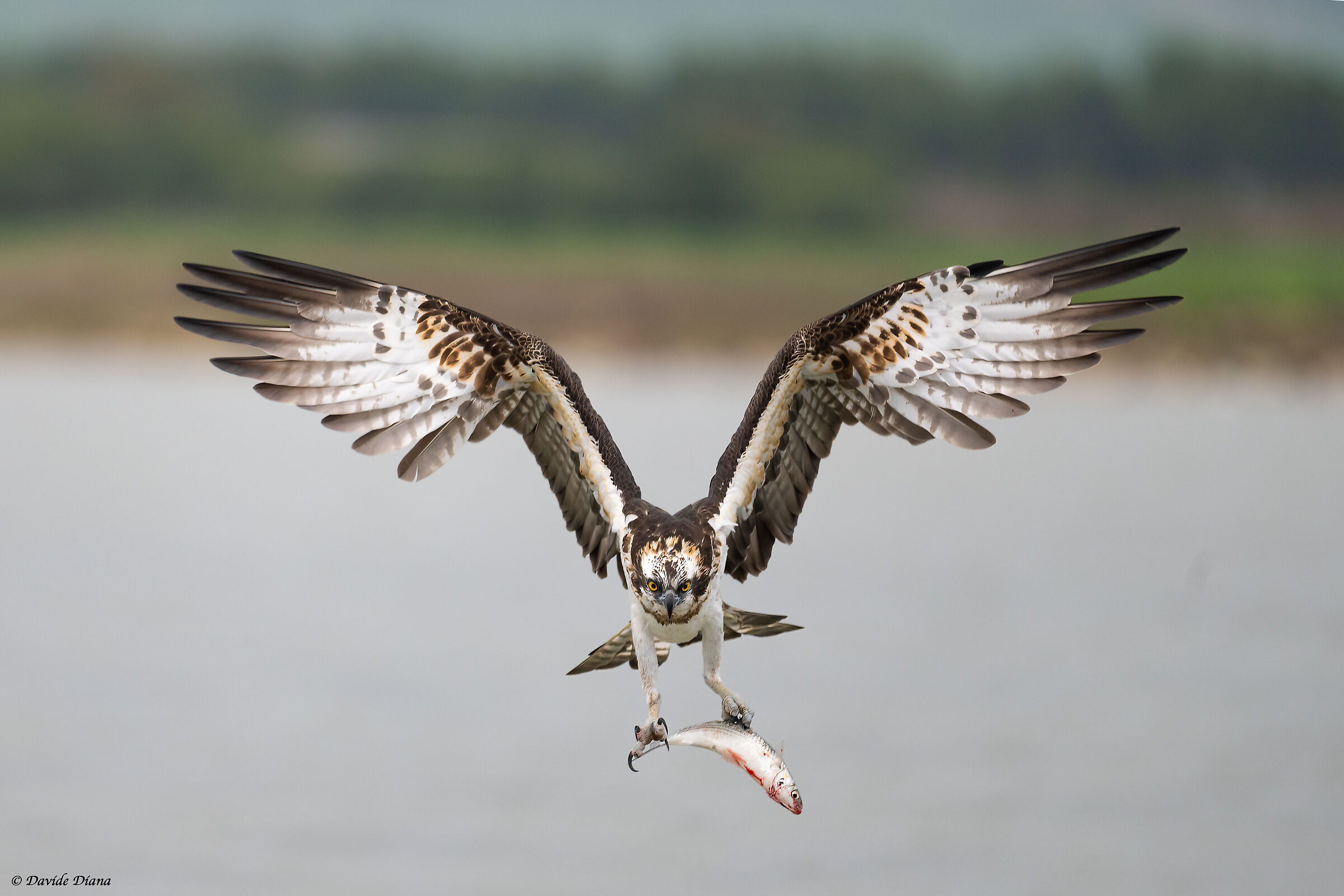 Osprey - Pandion haliaetus - Cabras - Sardinia