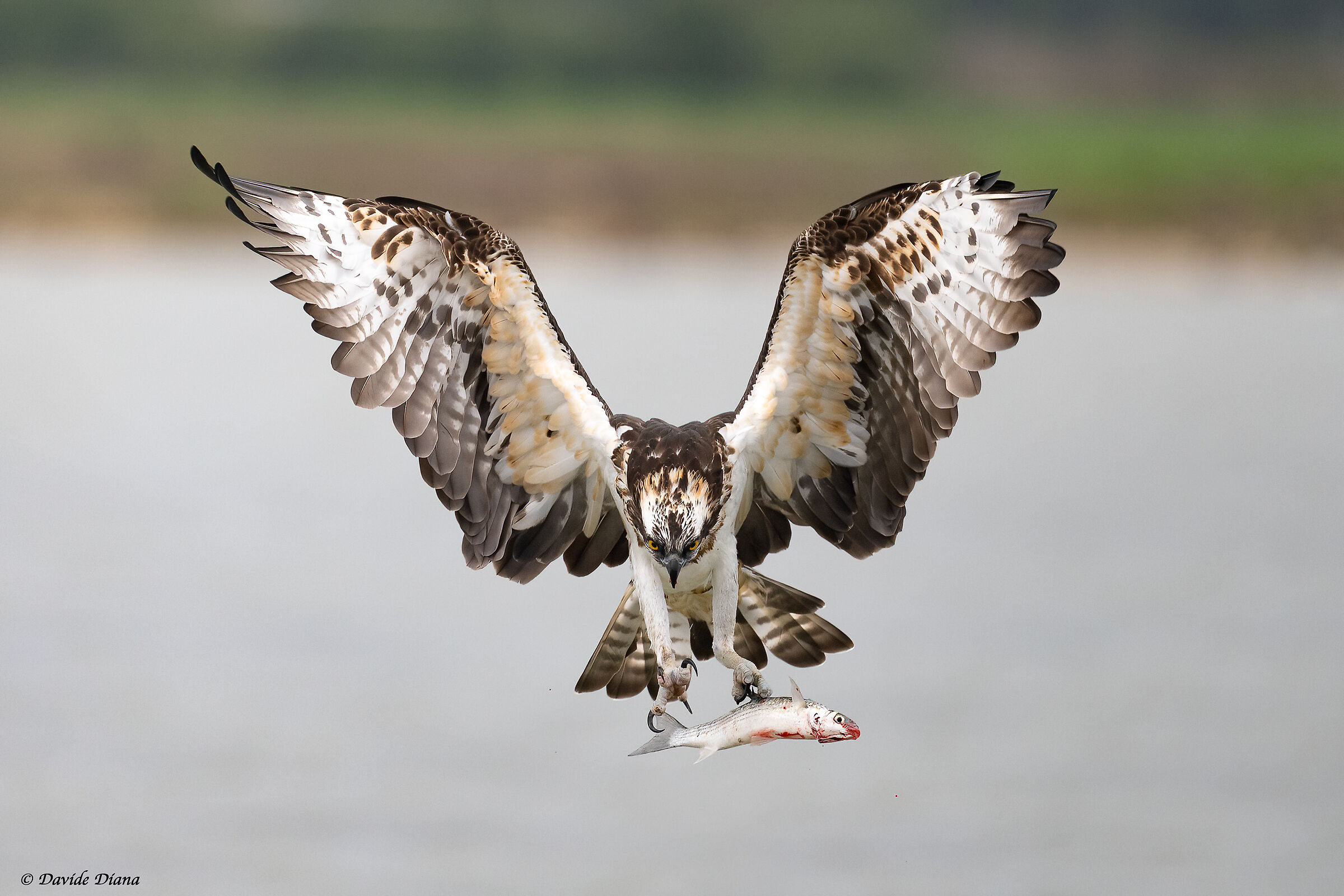 Osprey - Pandion haliaetus - Cabras - Sardinia