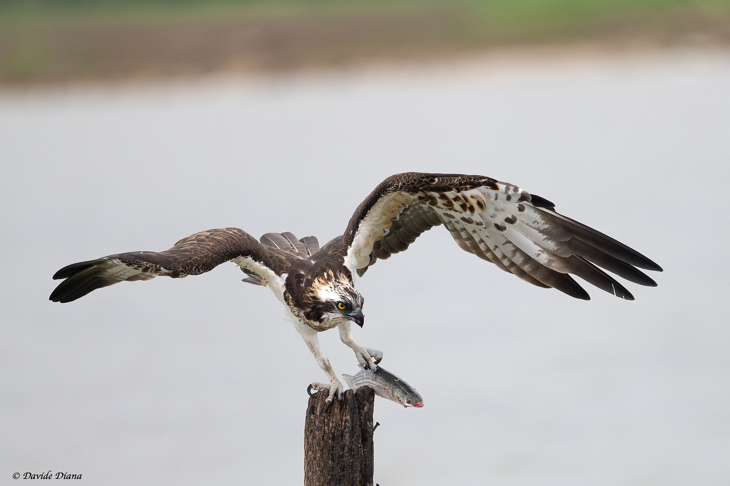 Osprey - Pandion haliaetus - Cabras - Sardinia