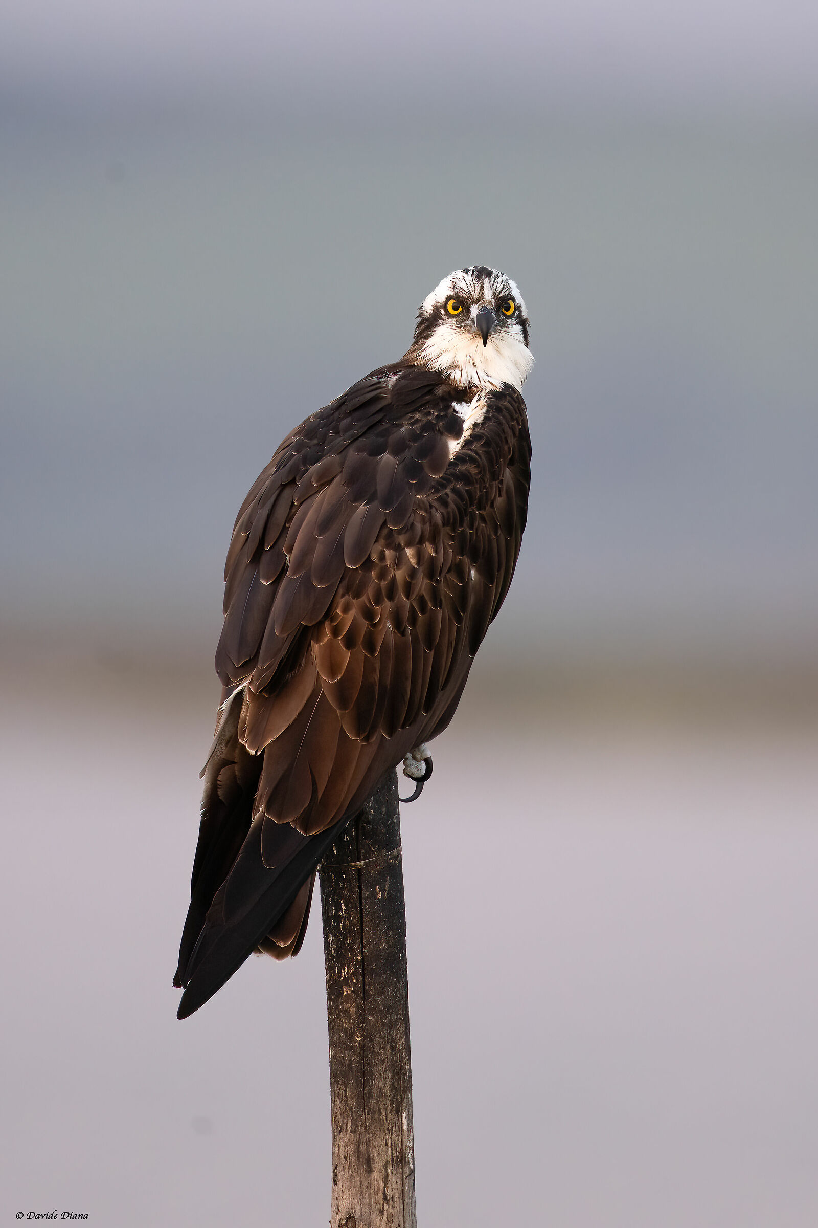 Osprey - Pandion haliaetus - Cabras - Sardinia