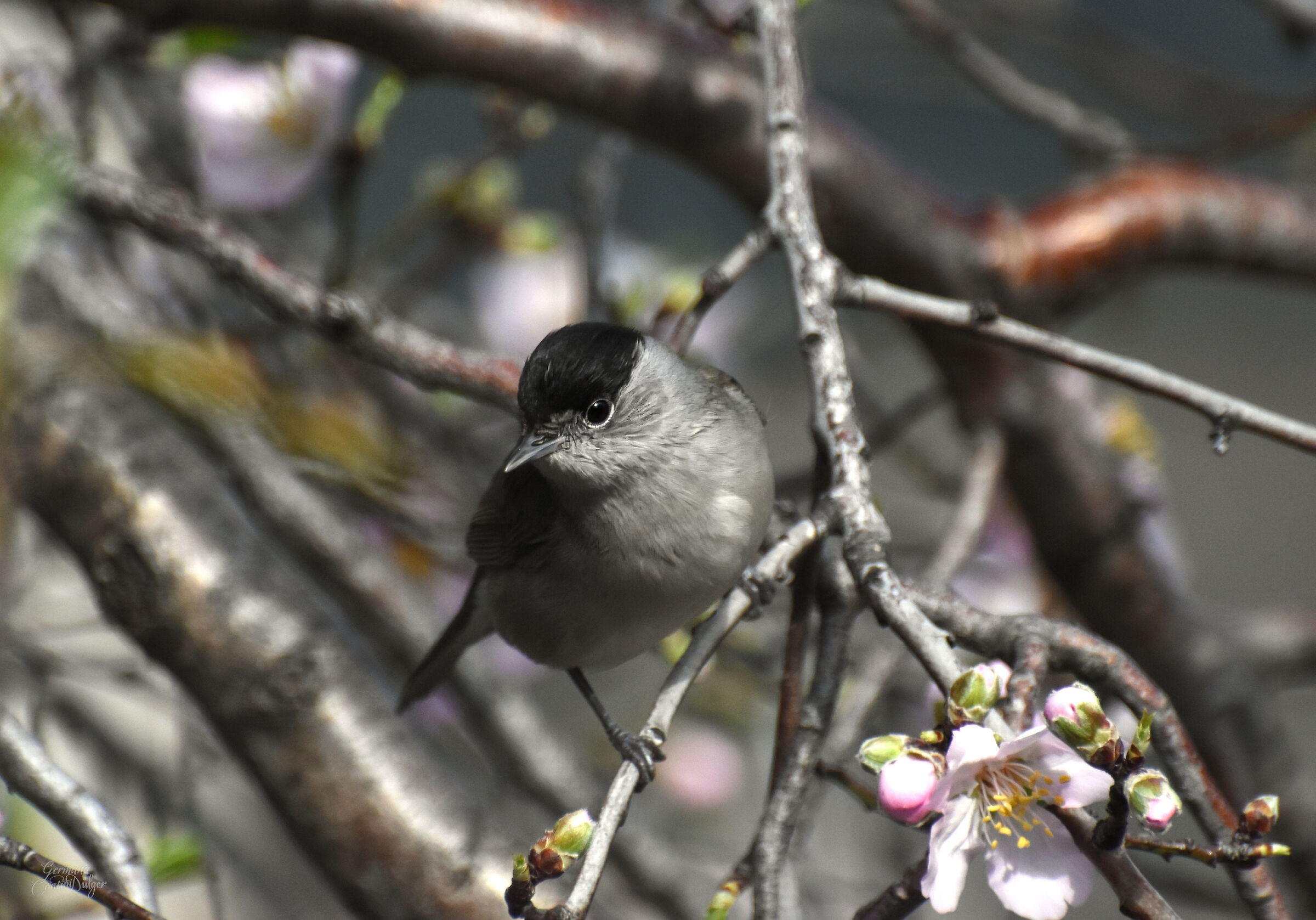 Capinera maschio su mandorlo in fiore