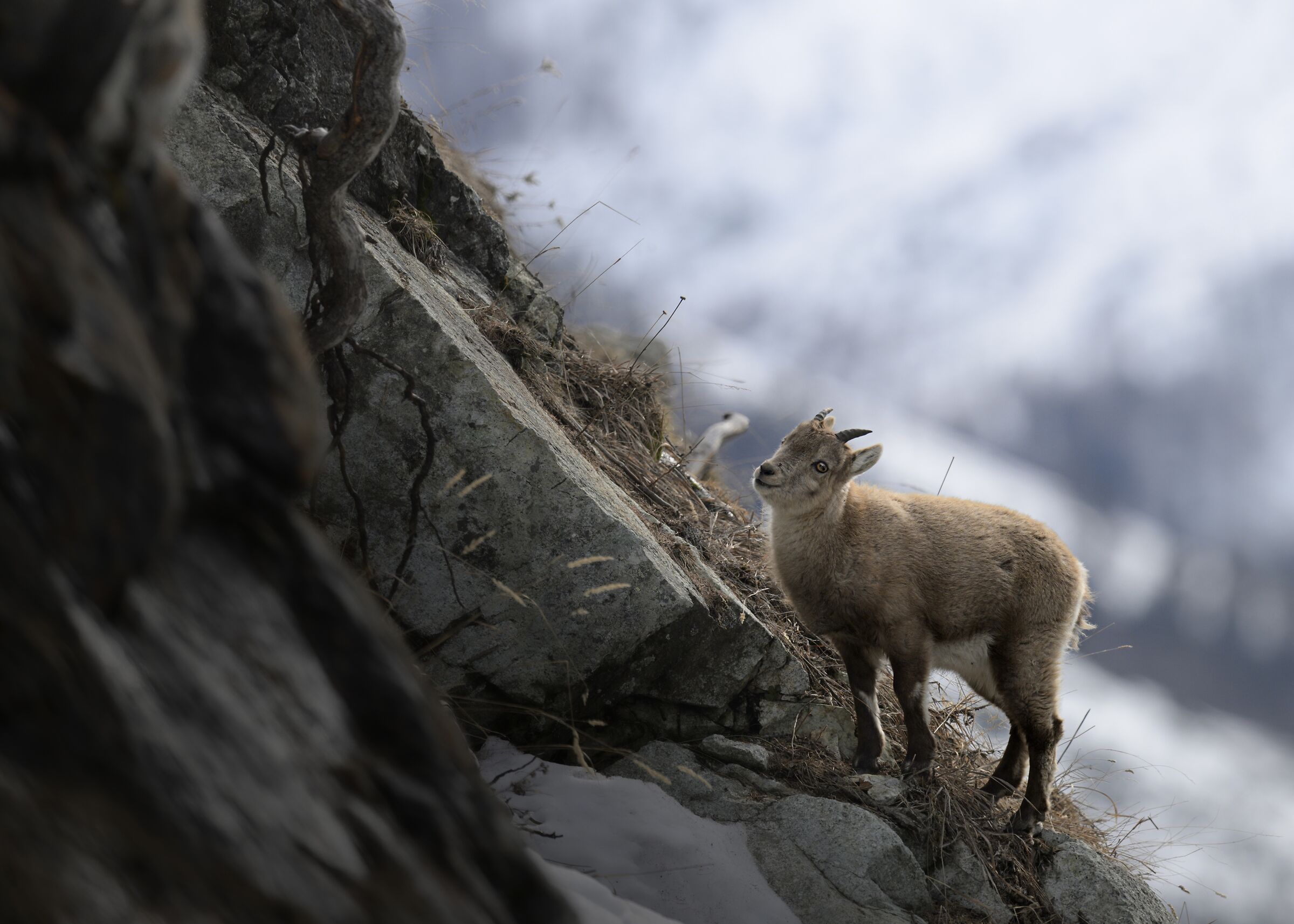 Baby ibex