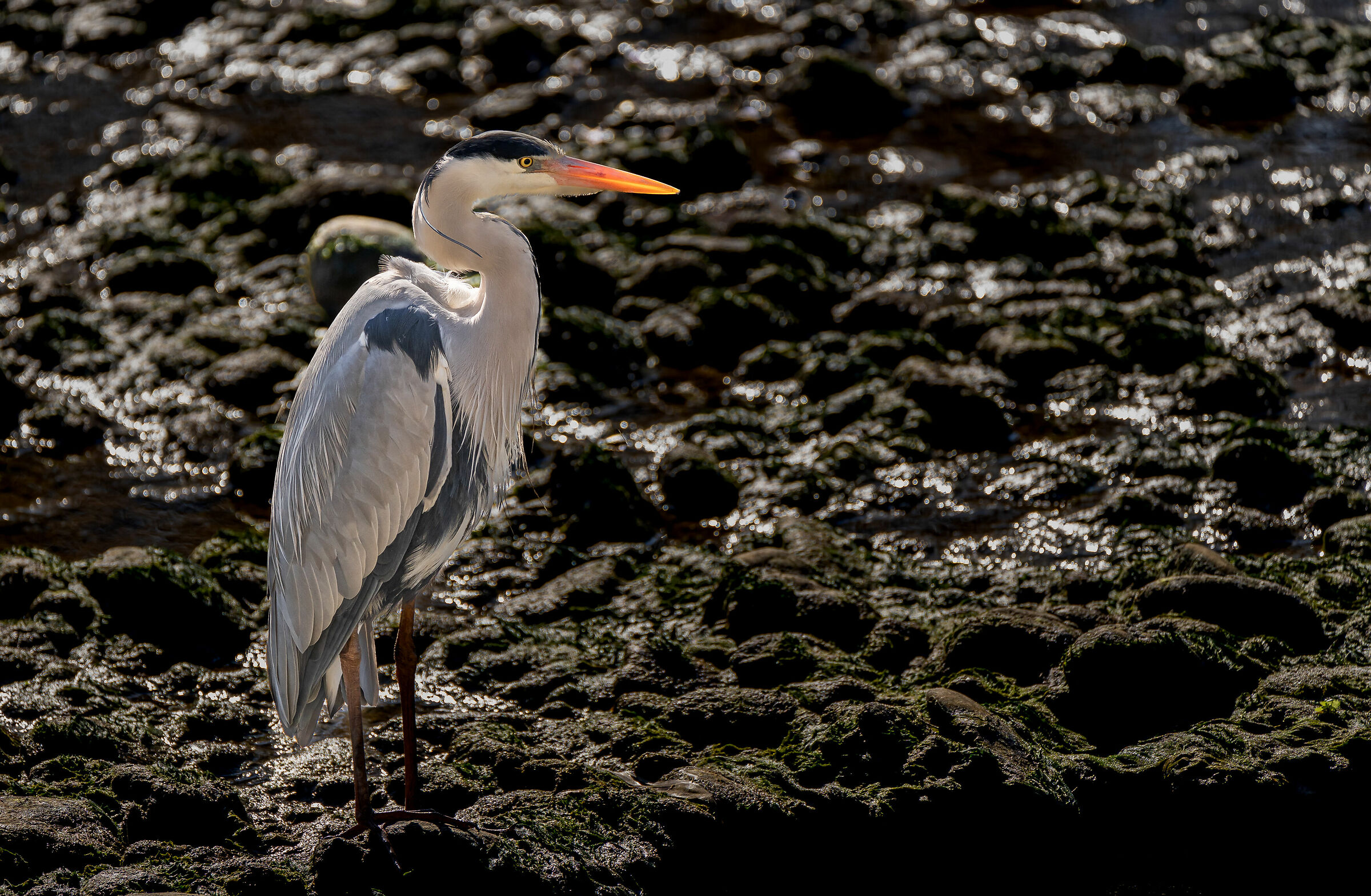 In beautiful light...
