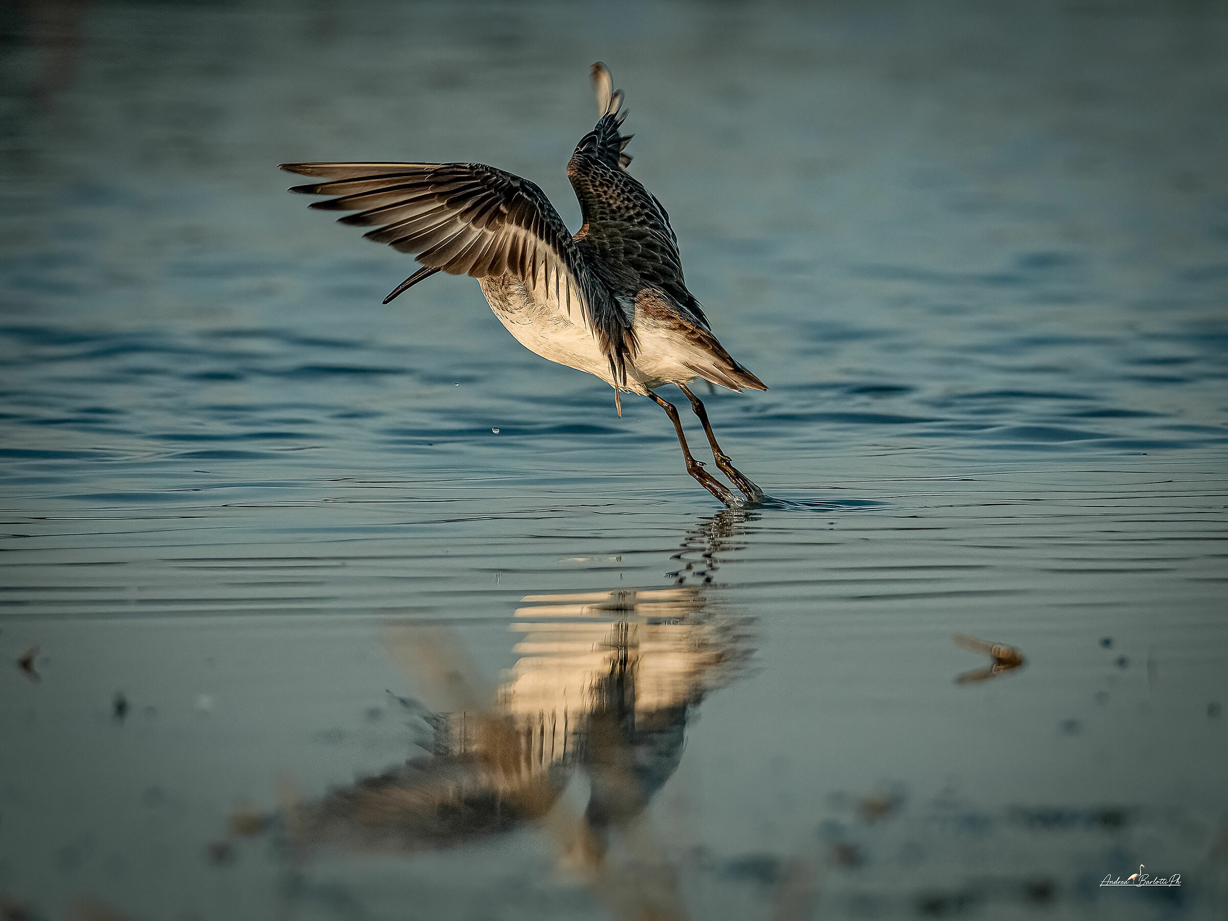 Piovanello pancianera