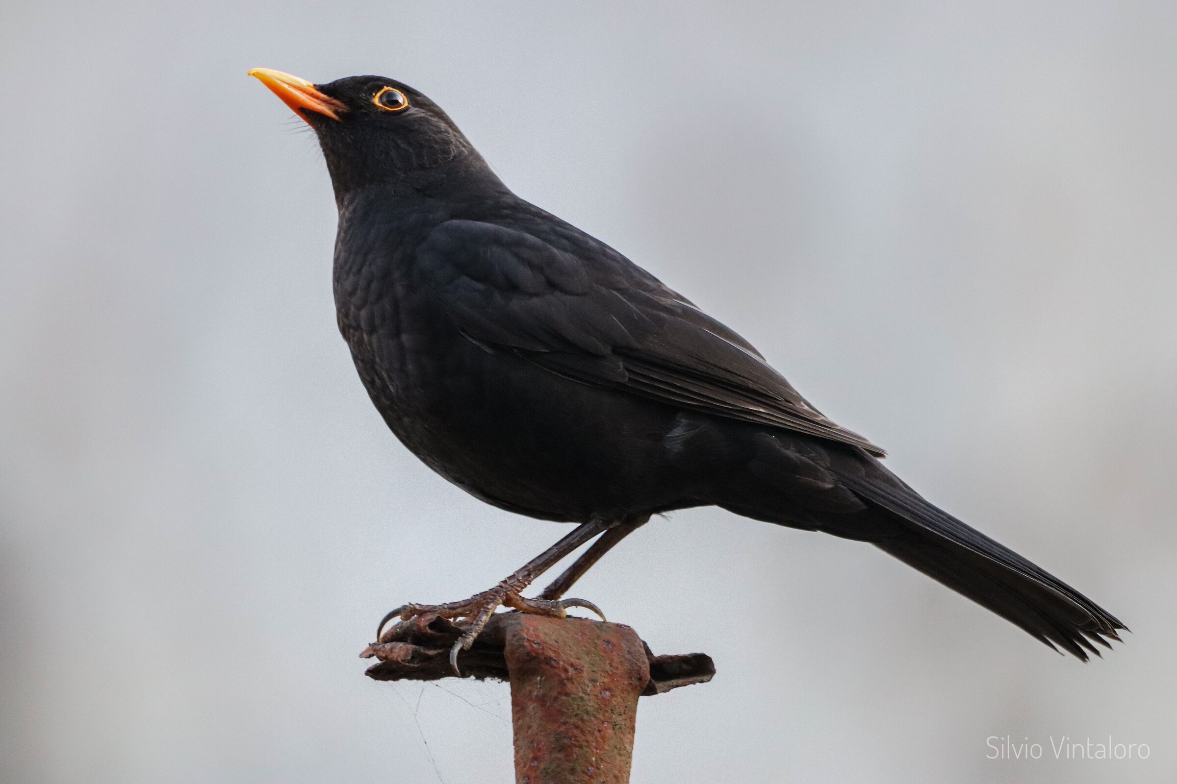 Blackbird