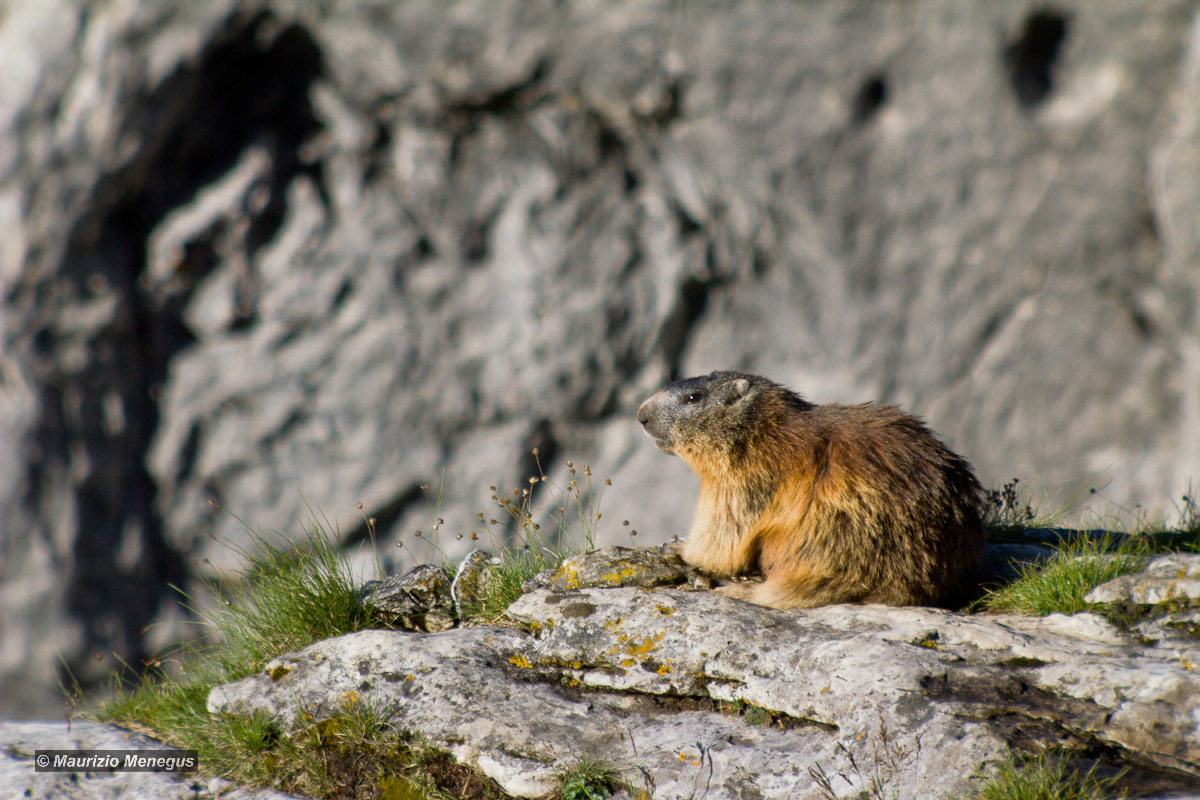 Marmotta 1