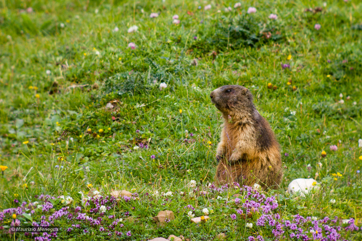 Marmotta 2