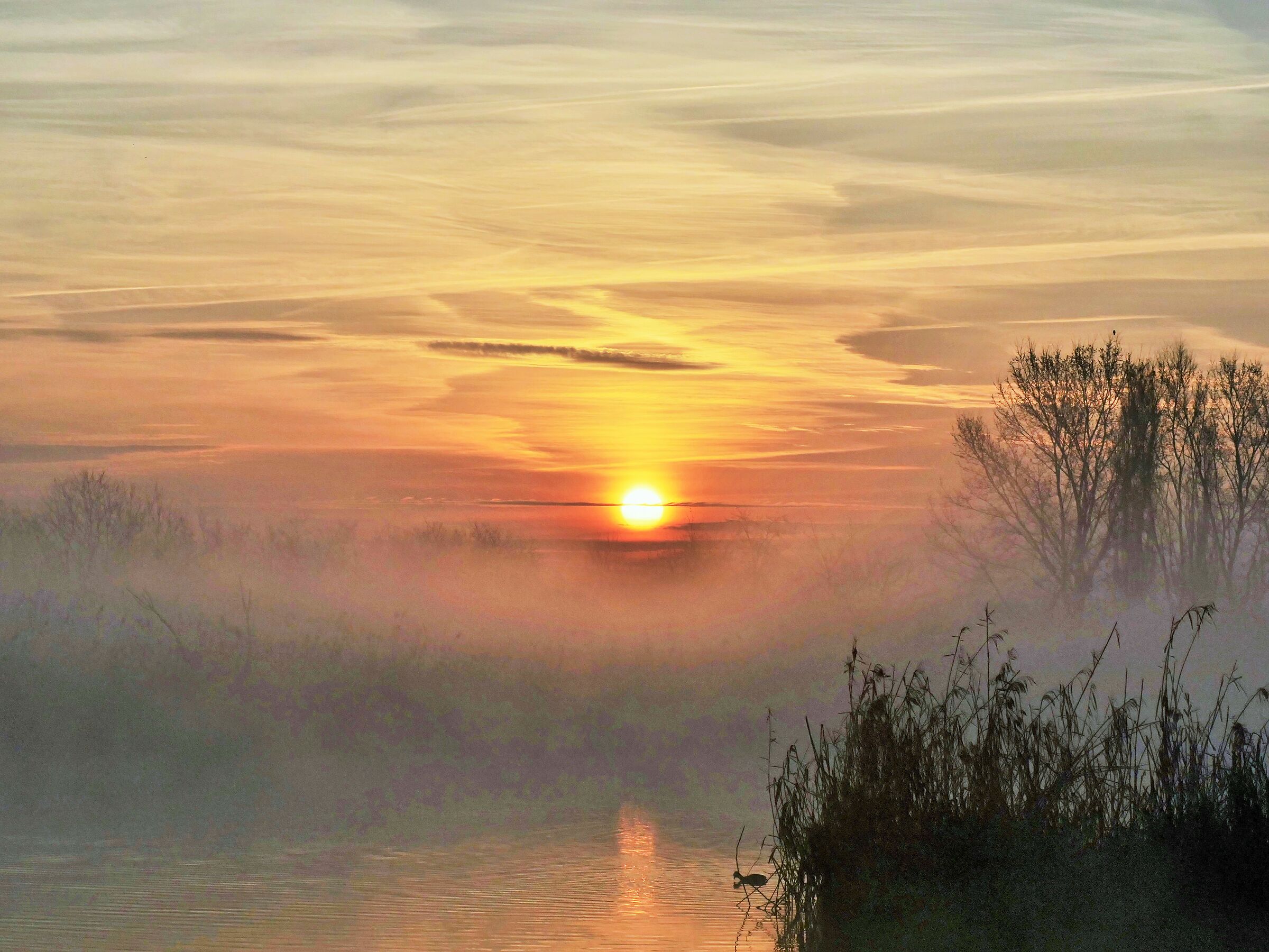 Sunrise in the swamp